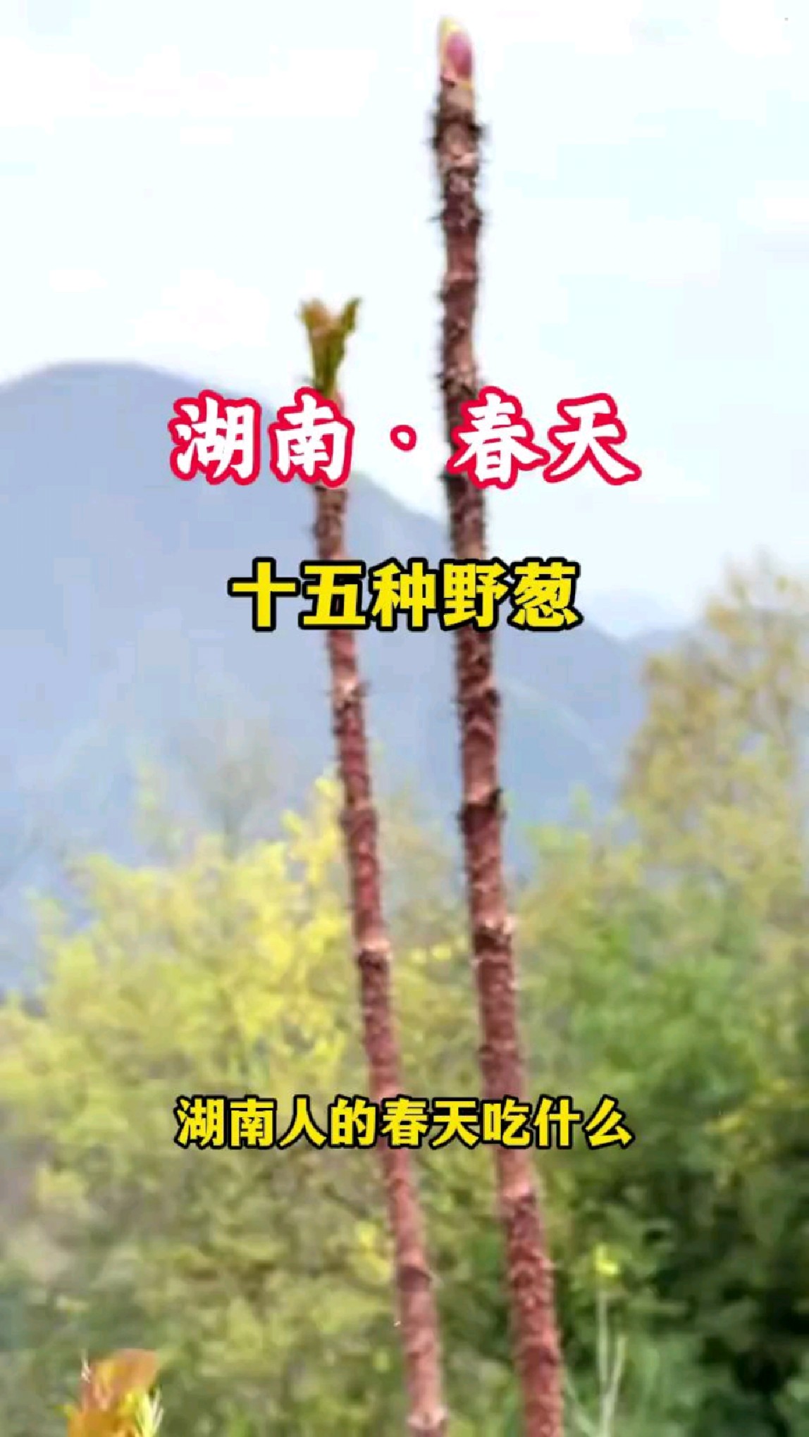 春天来了!今天带你认识15种湖南人最爱吃的野菜,认识9种算你厉害