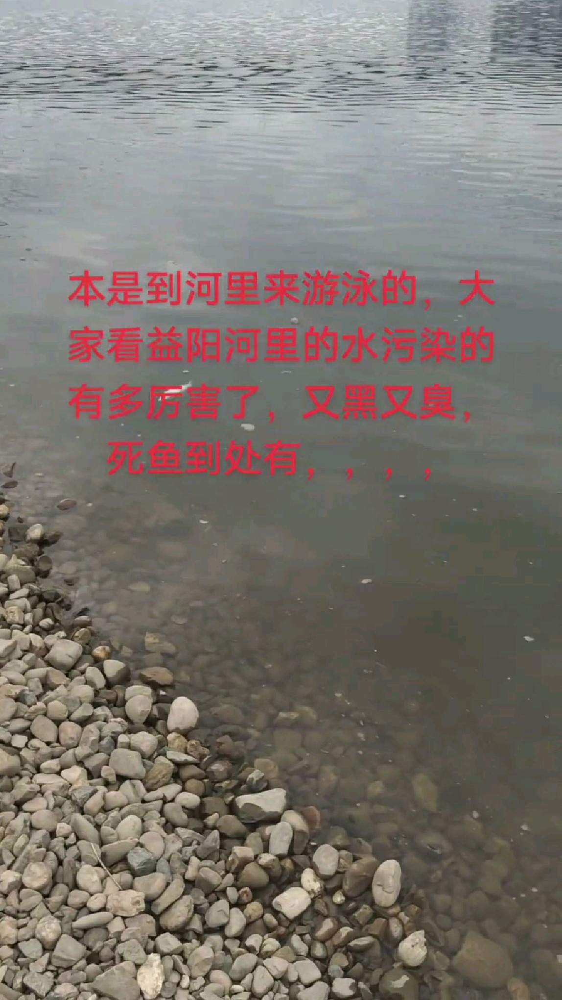益阳资江生病了!河水发黑发臭大量死鱼,网友:连自然水都是黑的