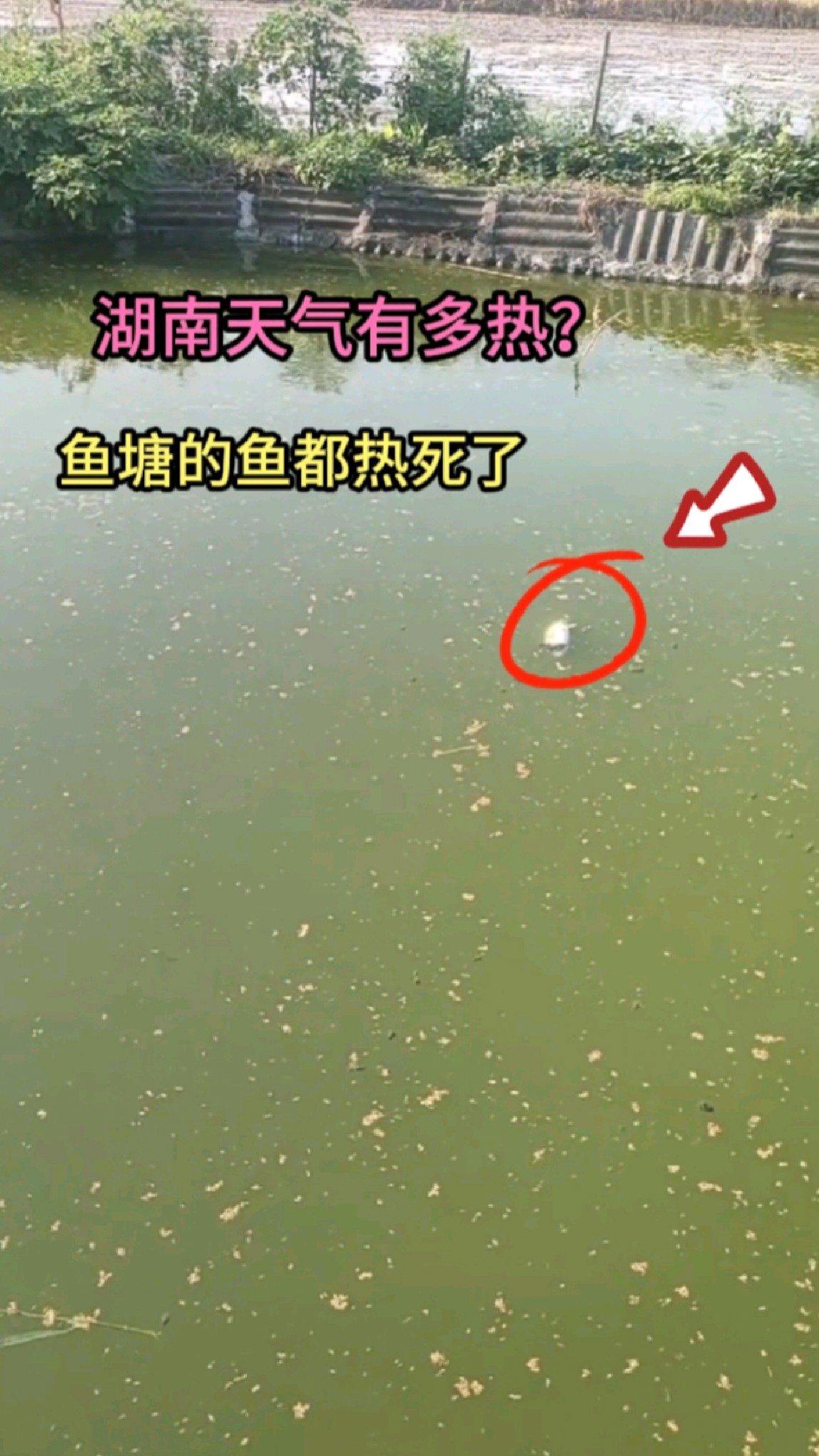湖南天气到底有多热？鸡鸭热到吹电风扇，连鱼塘的鱼都热死了