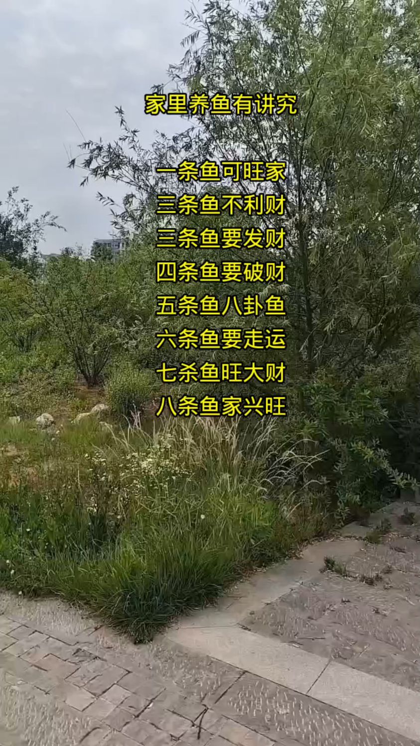 家里养鱼是有讲究的