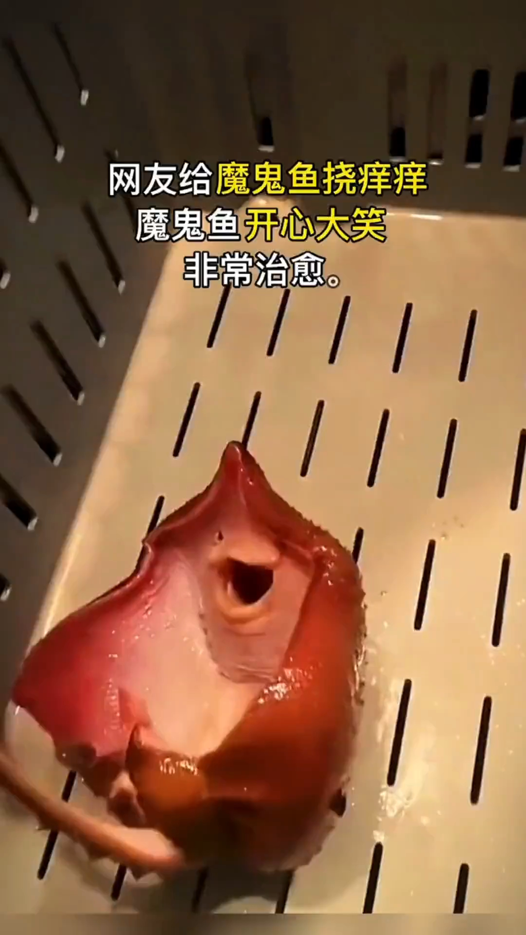 魔鬼鱼开心大笑真的太治愈了!