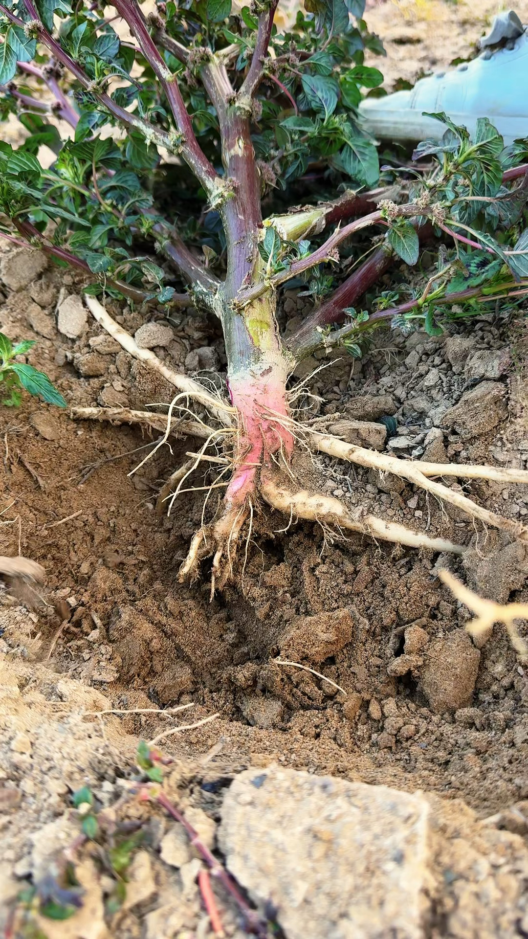 以前随处可见的刺苋菜,现在很少见到了,村里人会挖它的根部回来