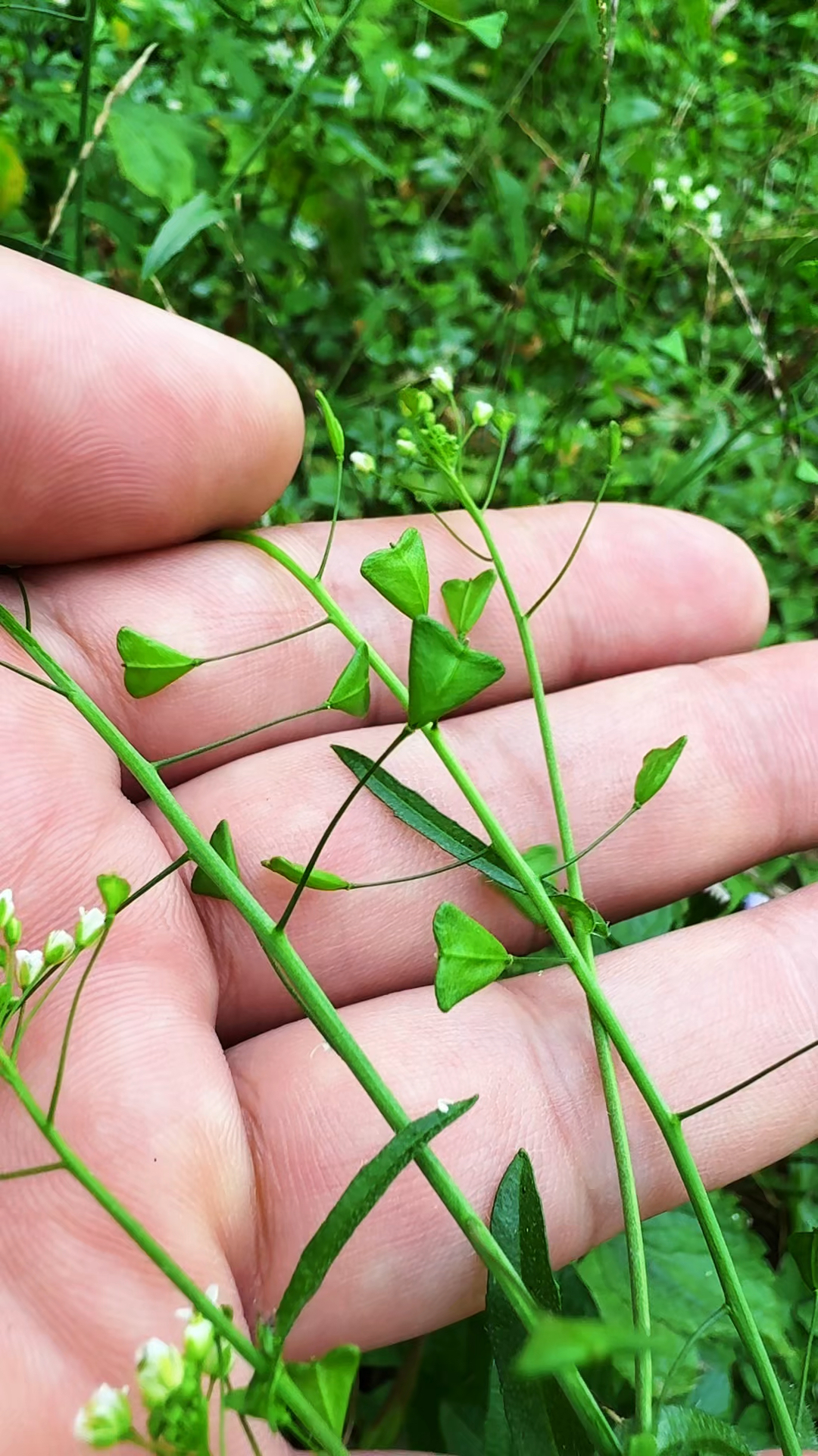 荠菜你认识吗?村里人就有农历三月三,荠菜煮鸡蛋的习俗。