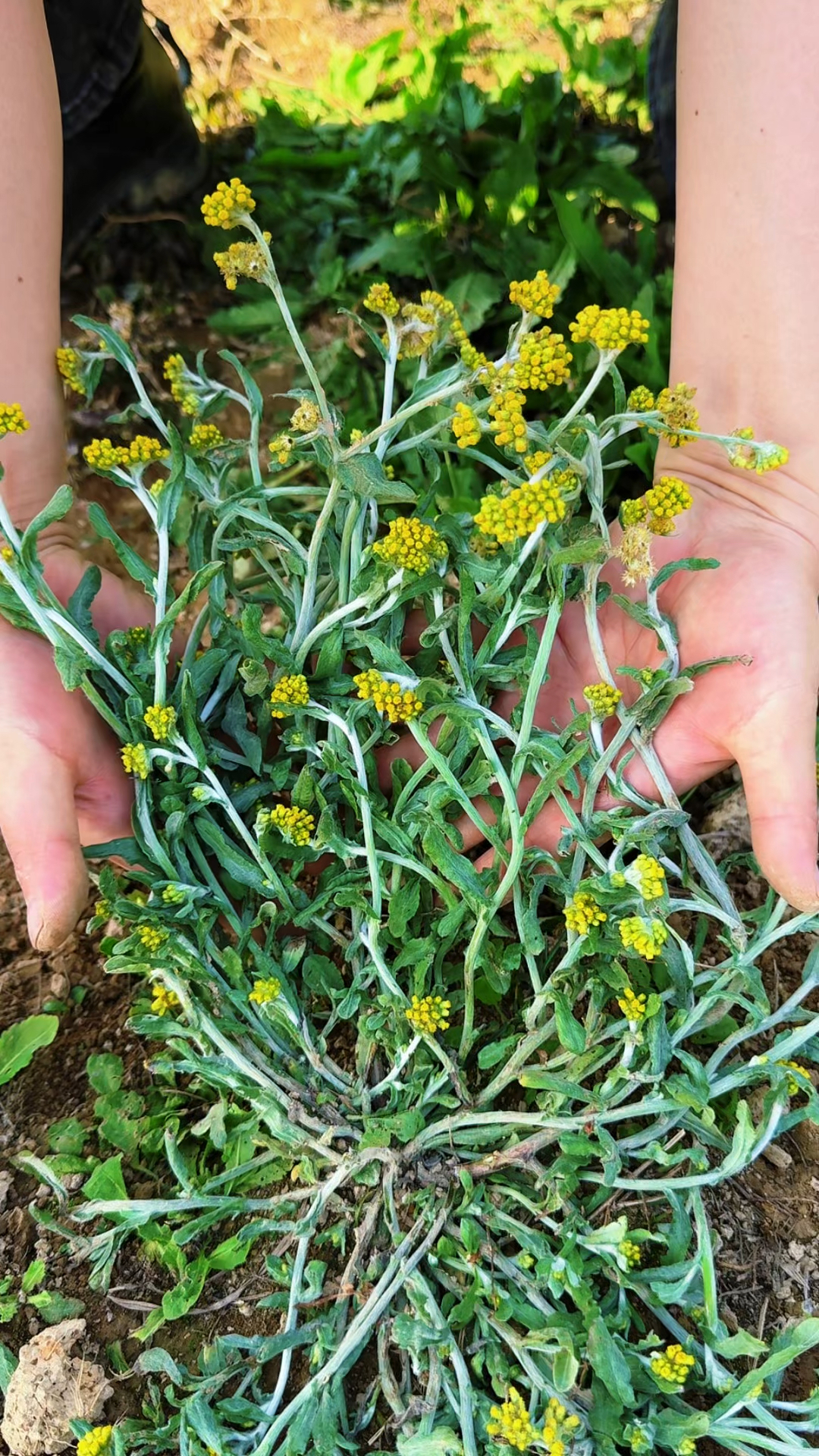 鼠曲草又叫清明菜,村民会在清明前后采摘回来做青团而得此名