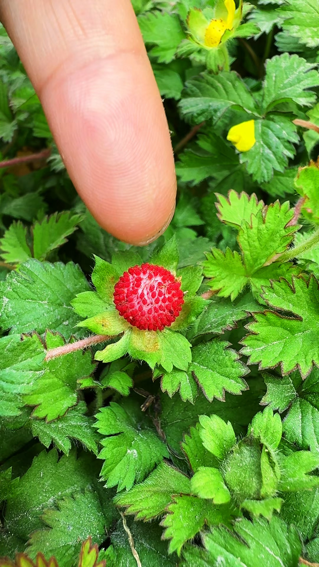 蛇莓又名野草莓,它常常生于山坡草地上,你认识它吗