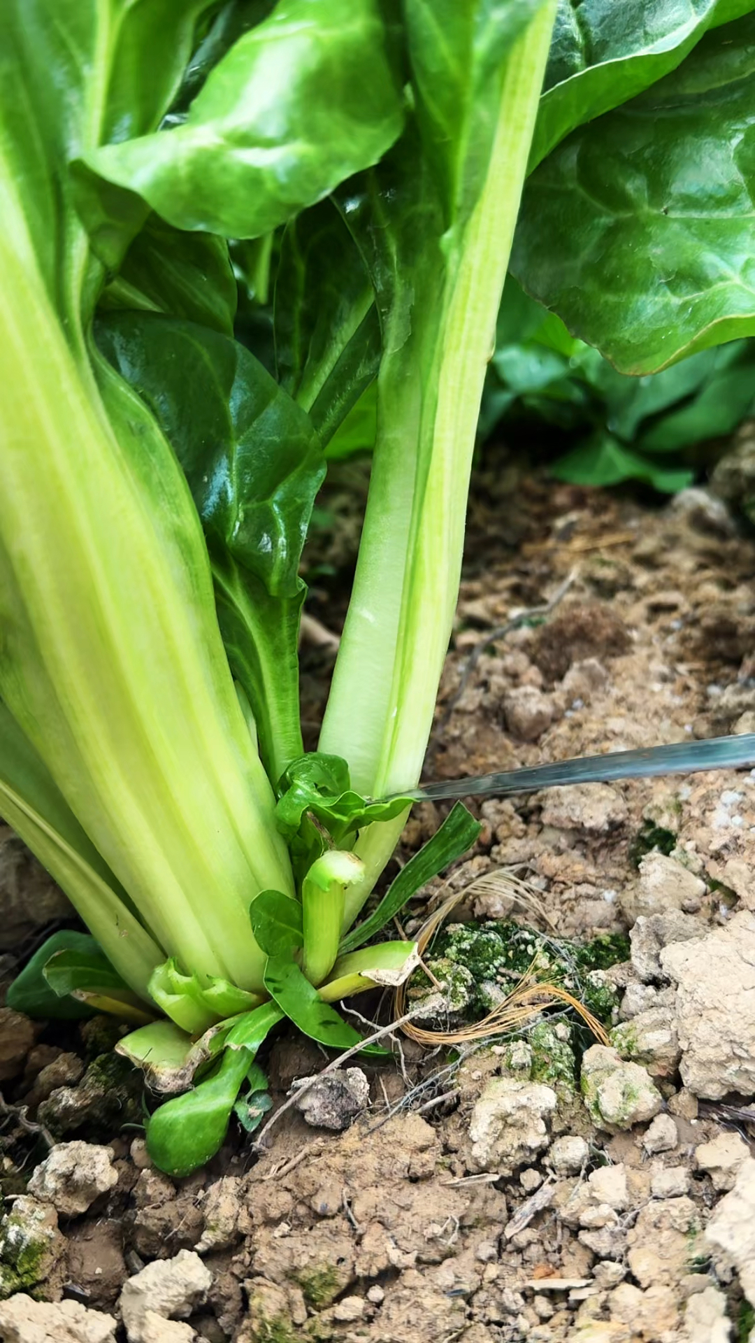 以前用来喂猪的莙荙菜,现在己经很少见了