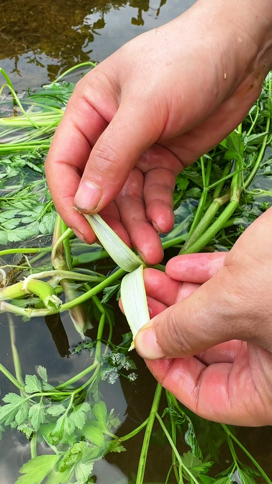 水芹菜也叫野芹菜,全株植物均有浓烈的香味,村里人常常采摘它