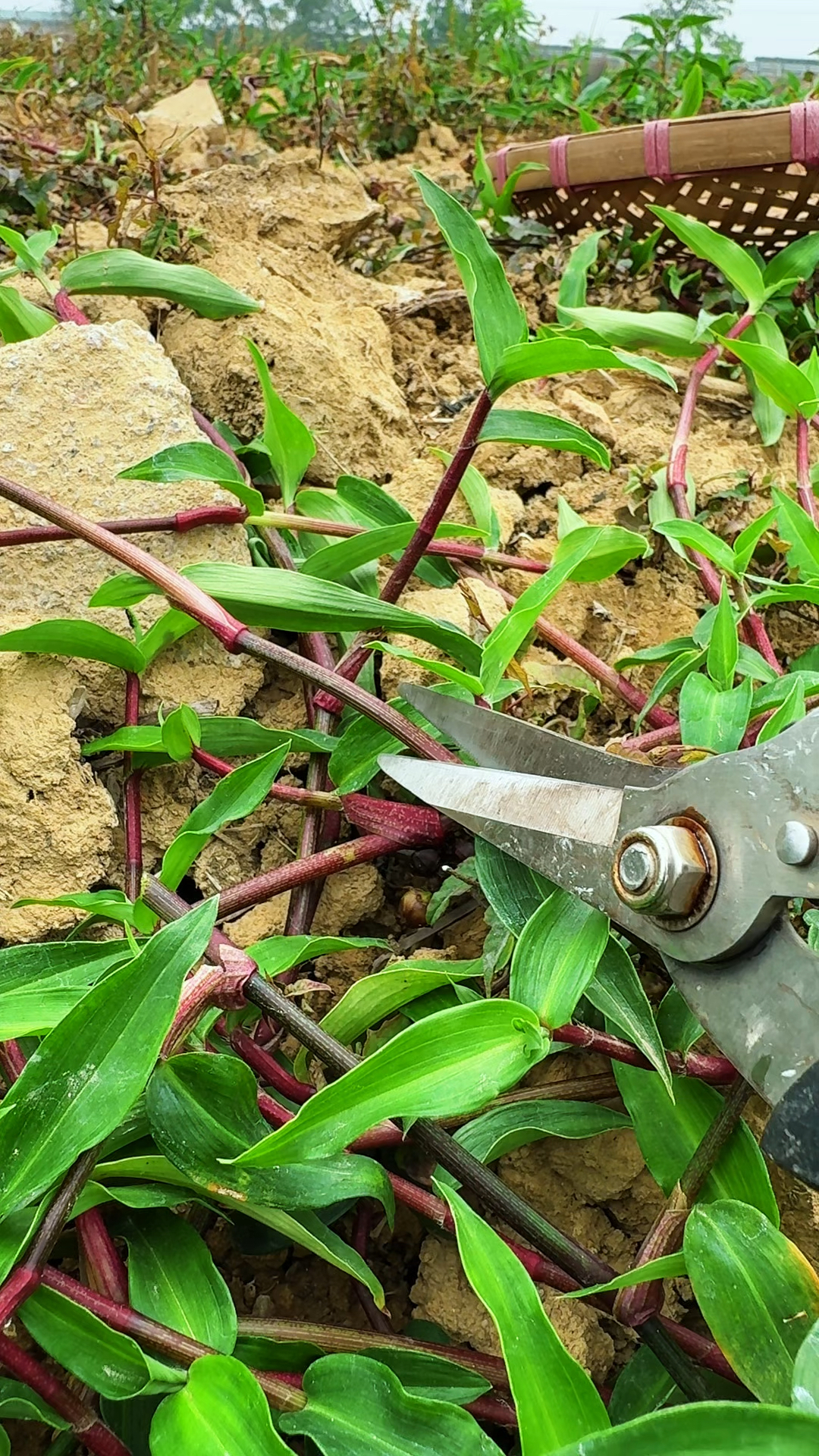 这种植物叫竹叶菜,村民采摘它回来喂养鸭子,所以也叫鸭跖草