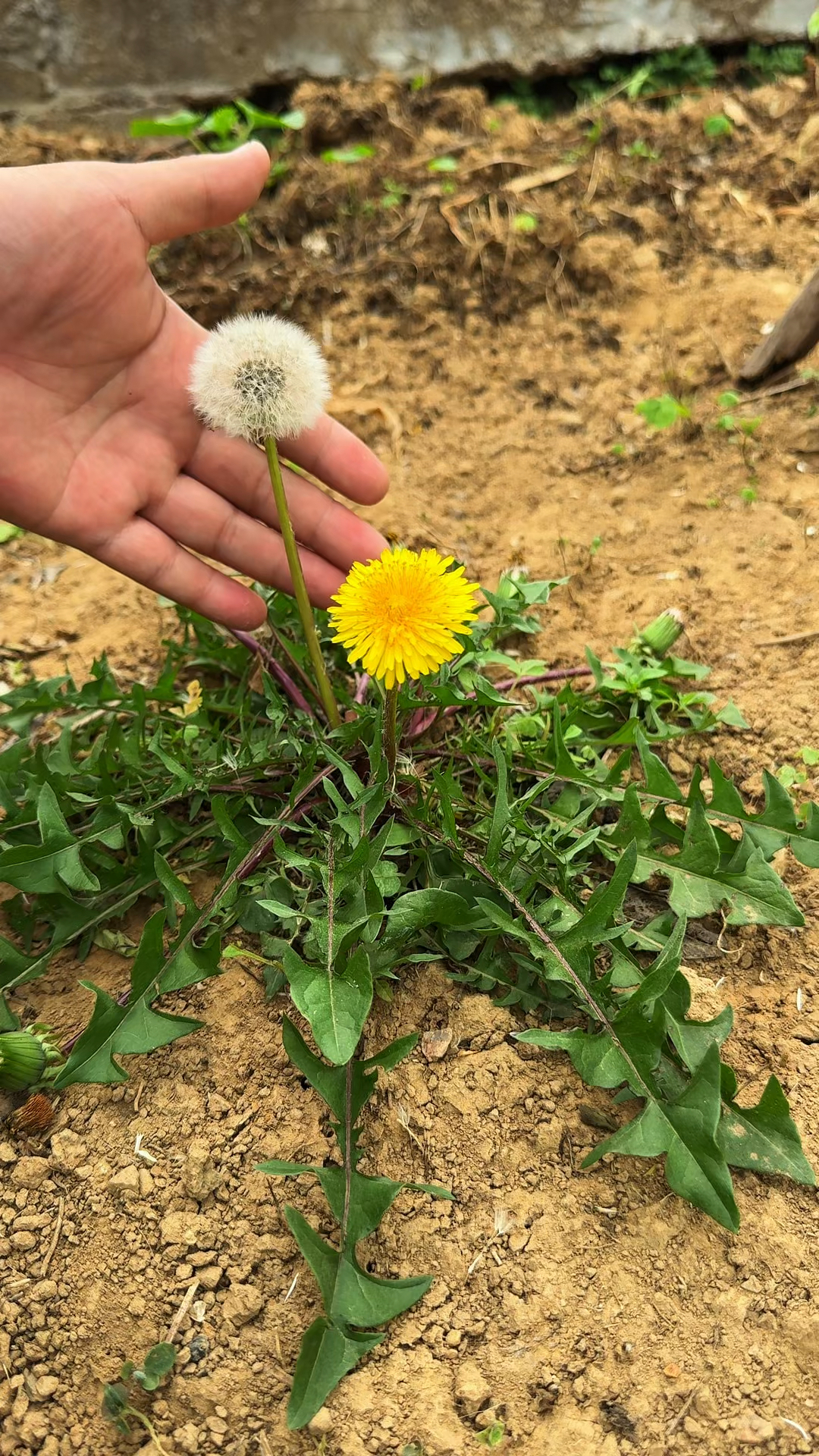 蒲公英又名黄花地丁,村里人采挖蒲公英回来切段后晒干成茶。