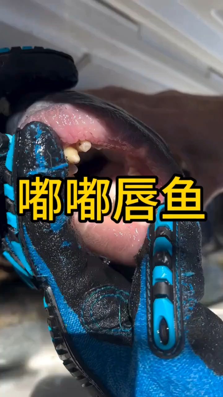 你们有见过这种鱼的吗？