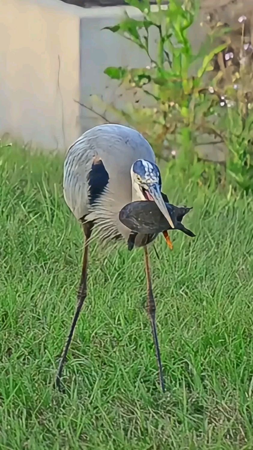 一只甲鱼的最后归宿
