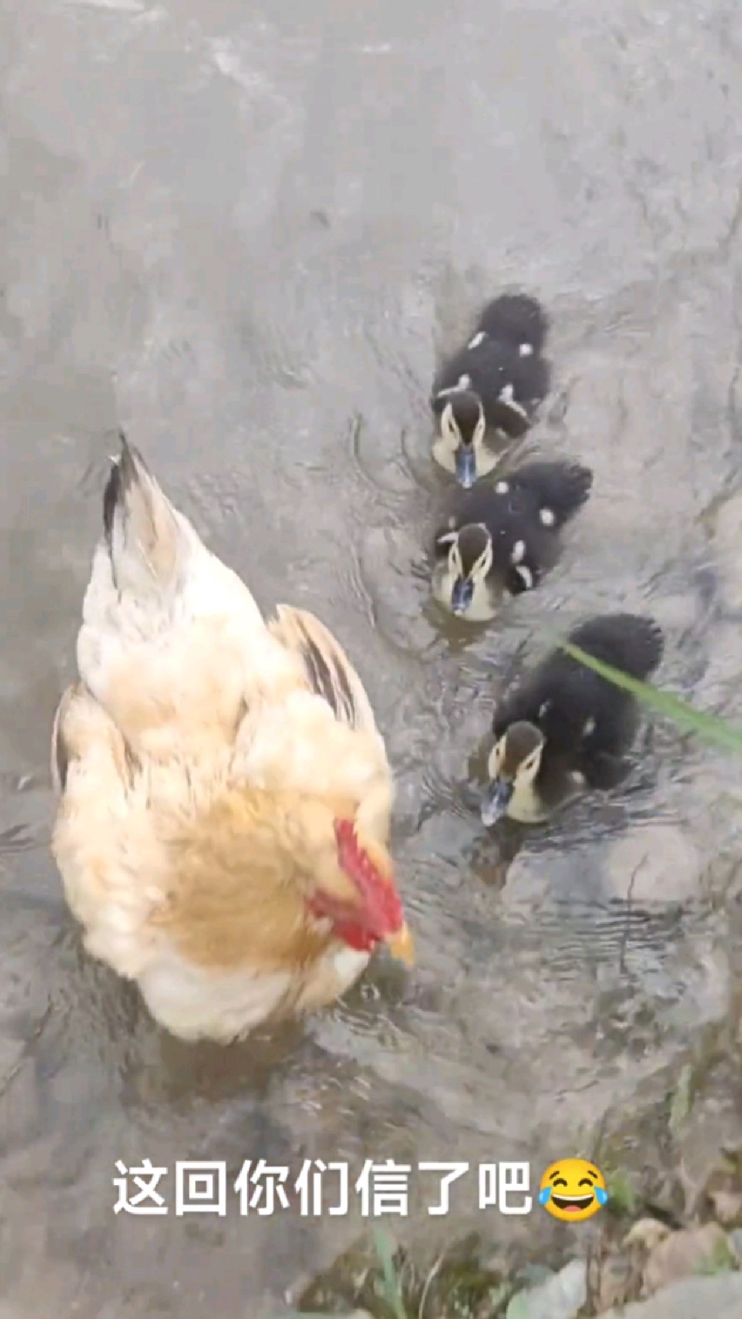 为爱奔赴的鸡妈妈