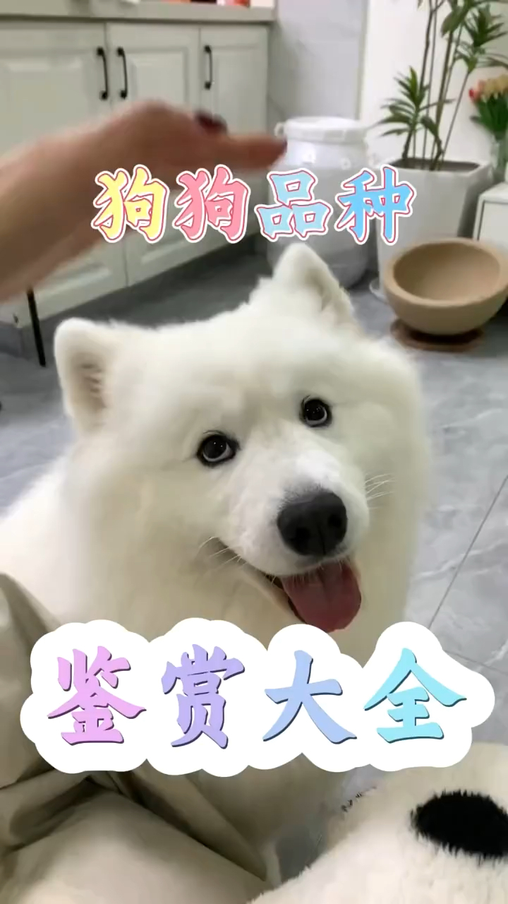 一分钟教你认识常见狗狗品种#狗狗#萌宠#狗狗品种辨别#铲屎官出道