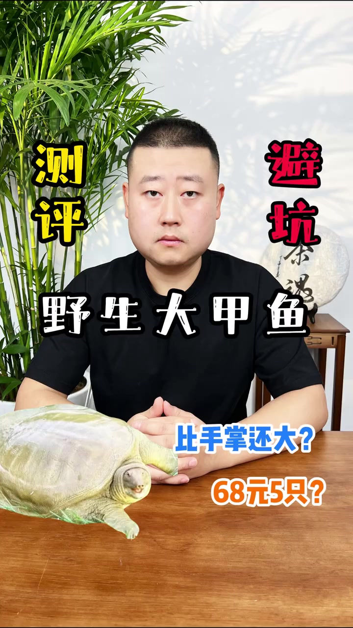 68元买5只巨型甲鱼？行业崩盘真相大揭秘！