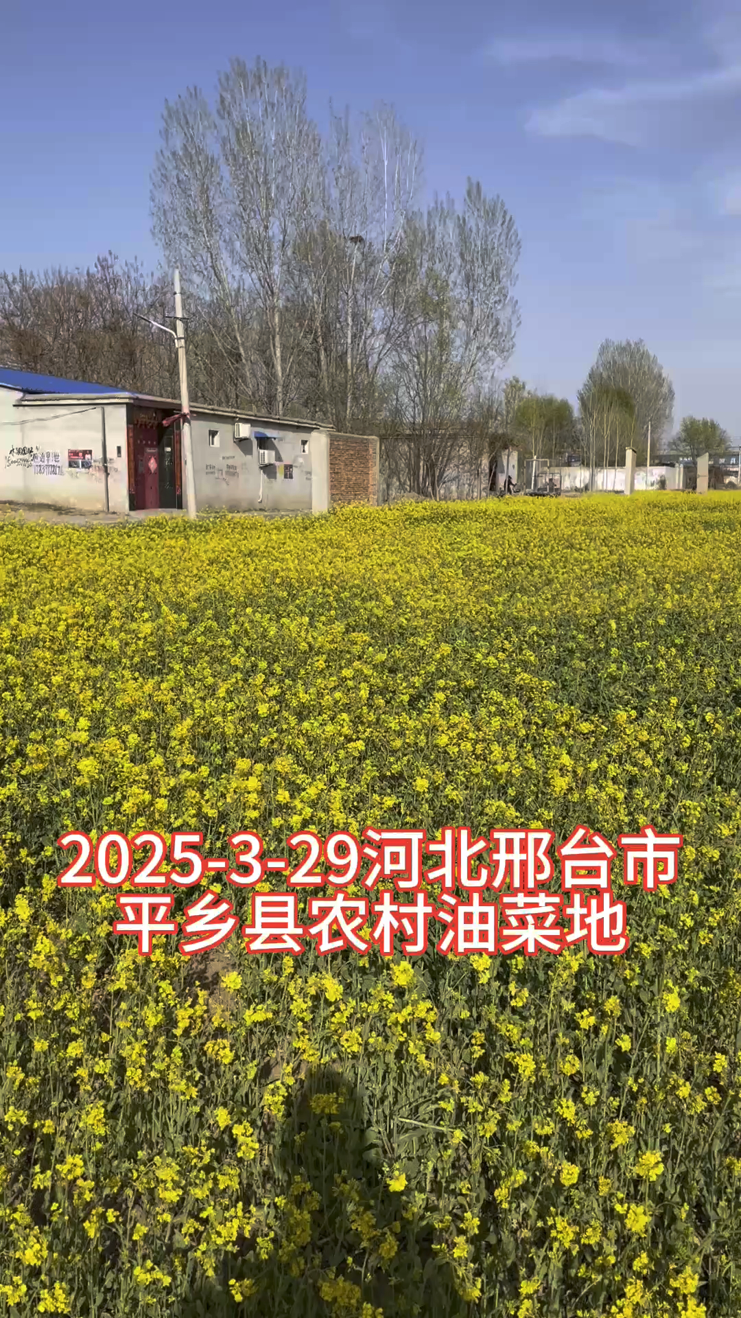春天里在华北平原看北方油菜花景象