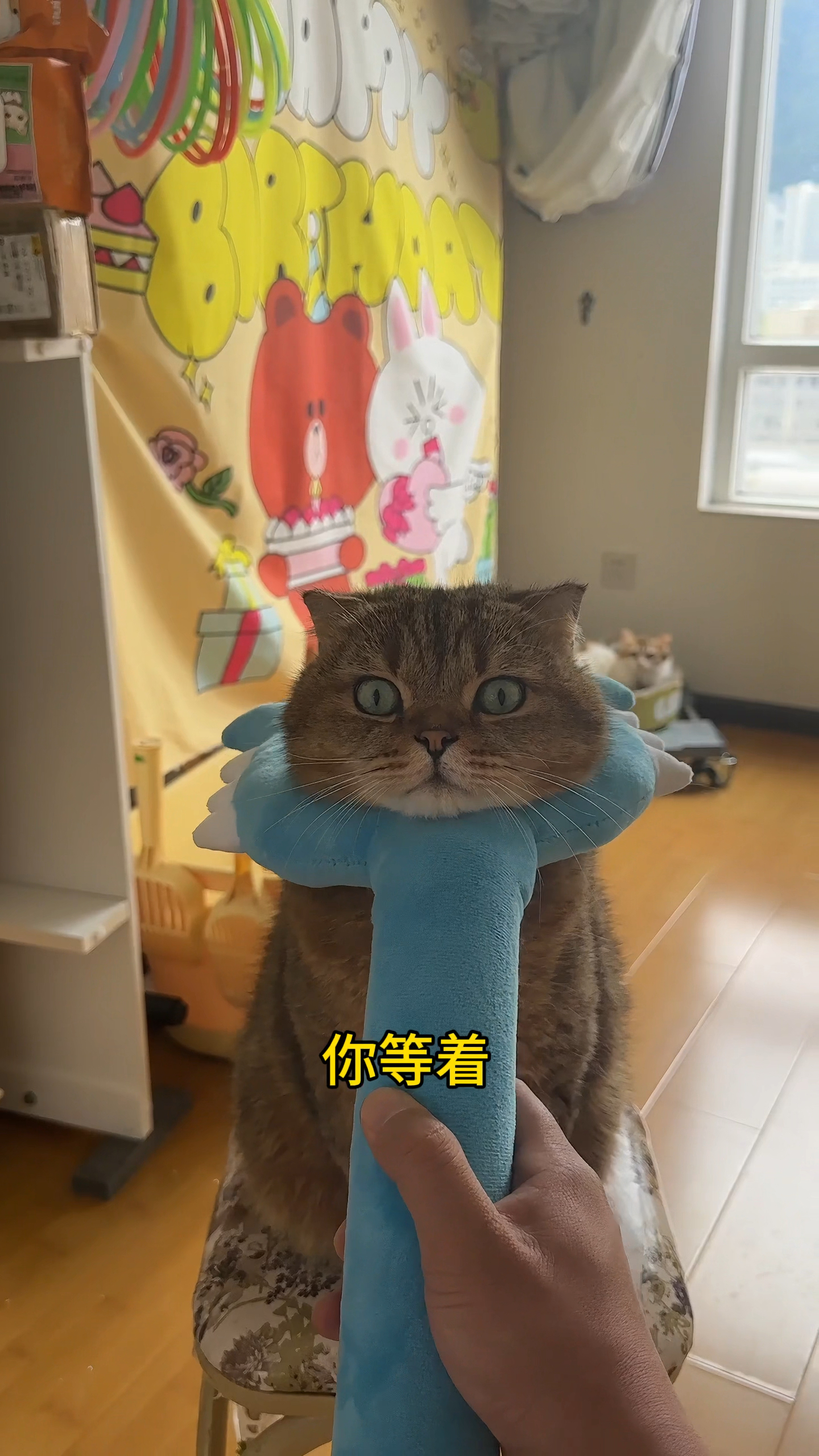 听说隔壁猫会翻跟头?