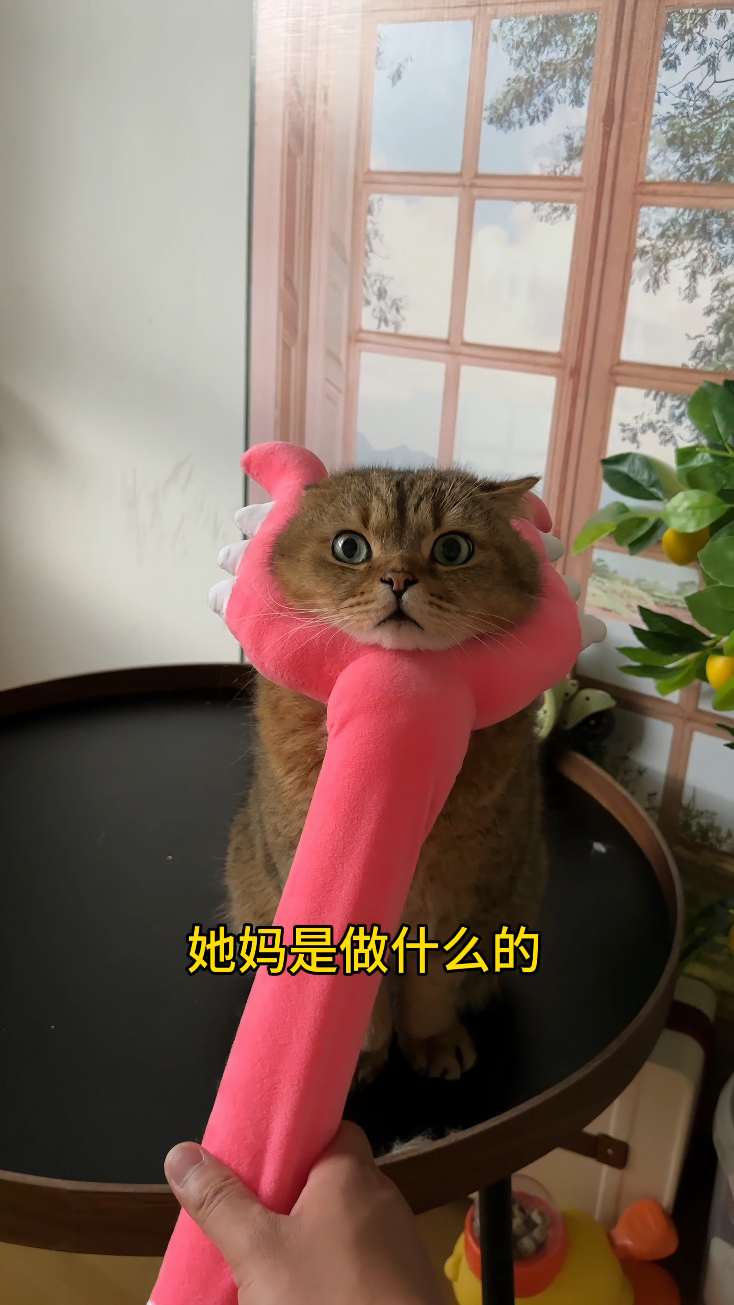猫:我也不知道,它只是会翻跟头!