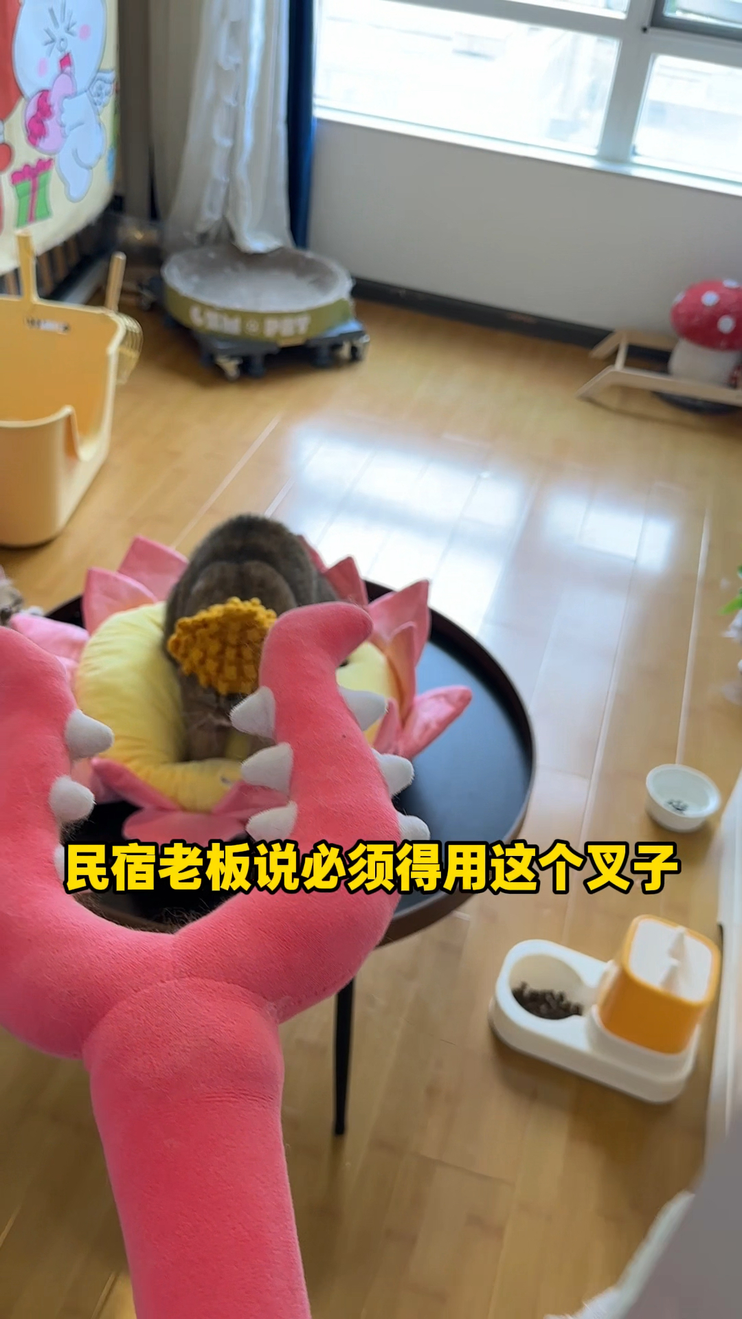 民宿的喵咪太可爱了,我怎么没有早点发现呢?