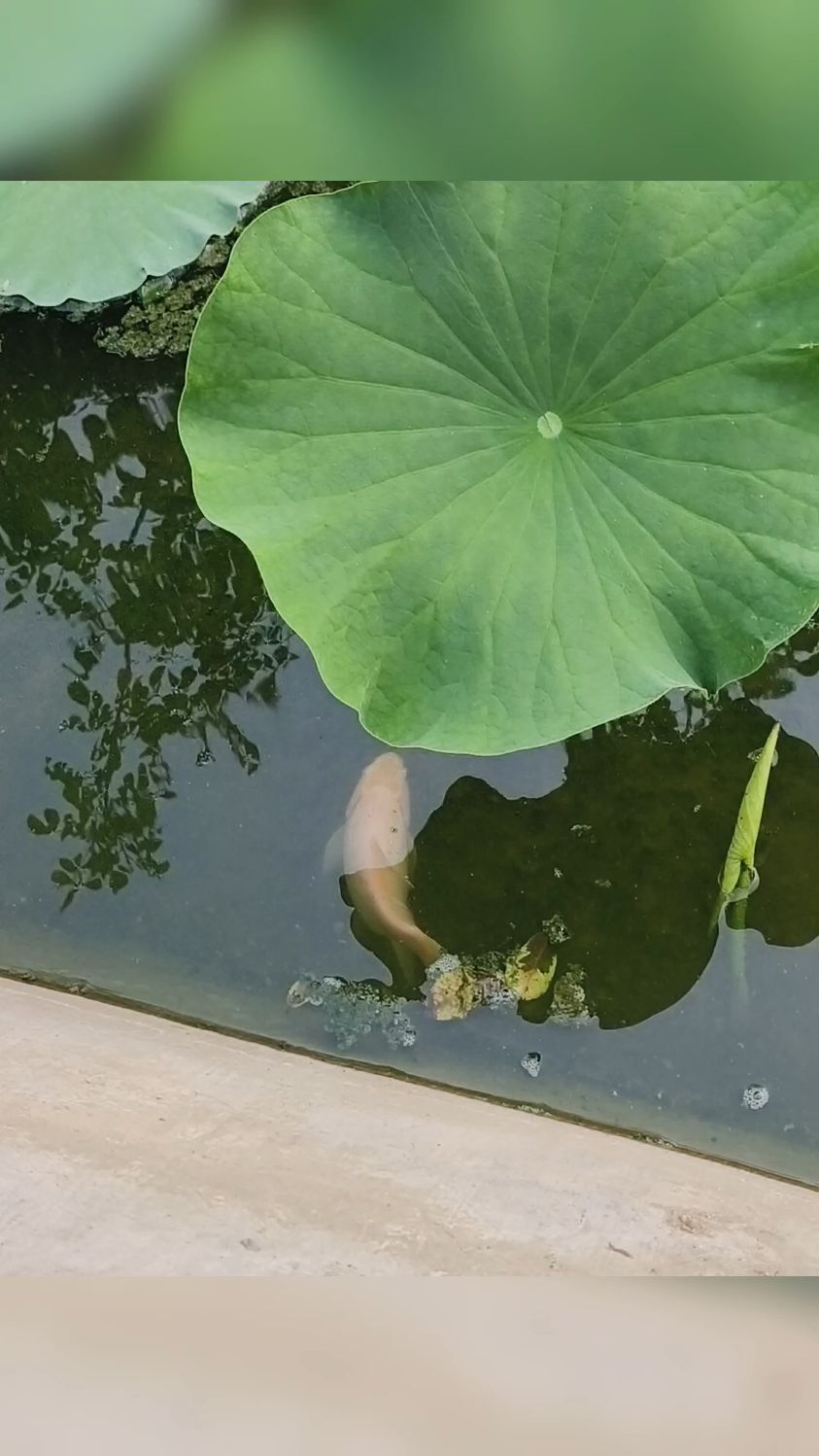 池塘里悠闲的小鱼
