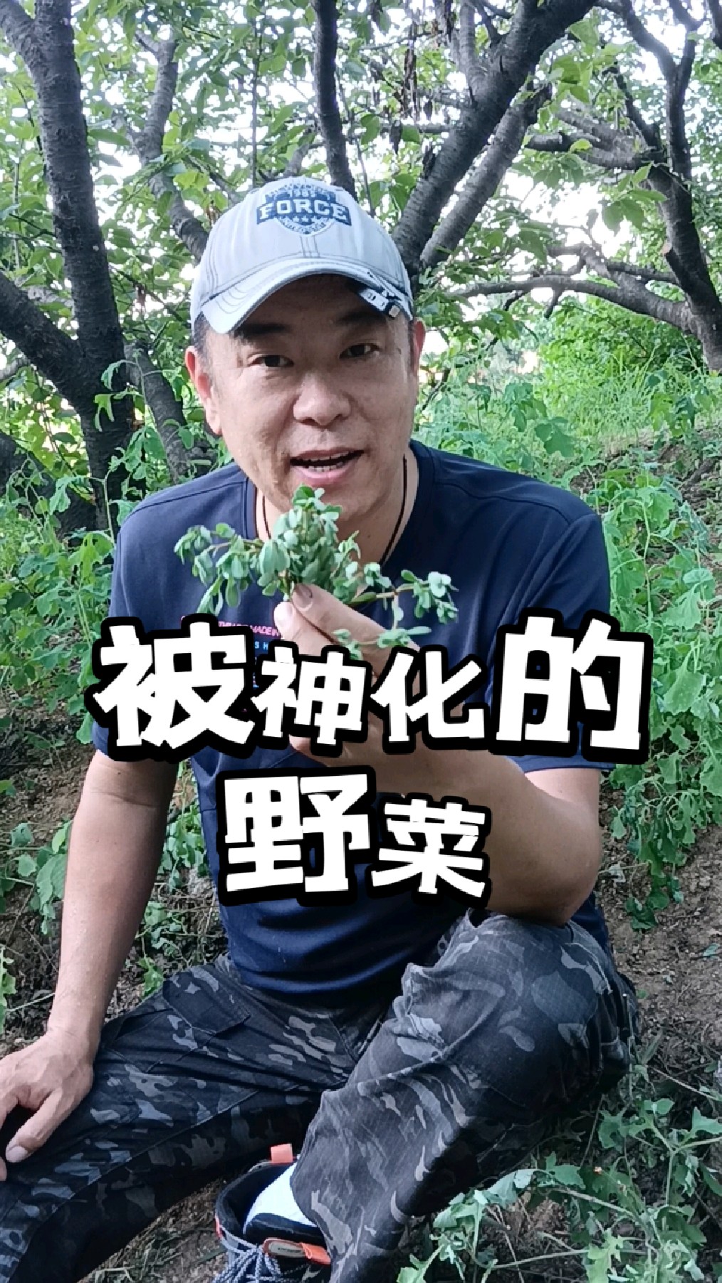 一种被神话的野菜