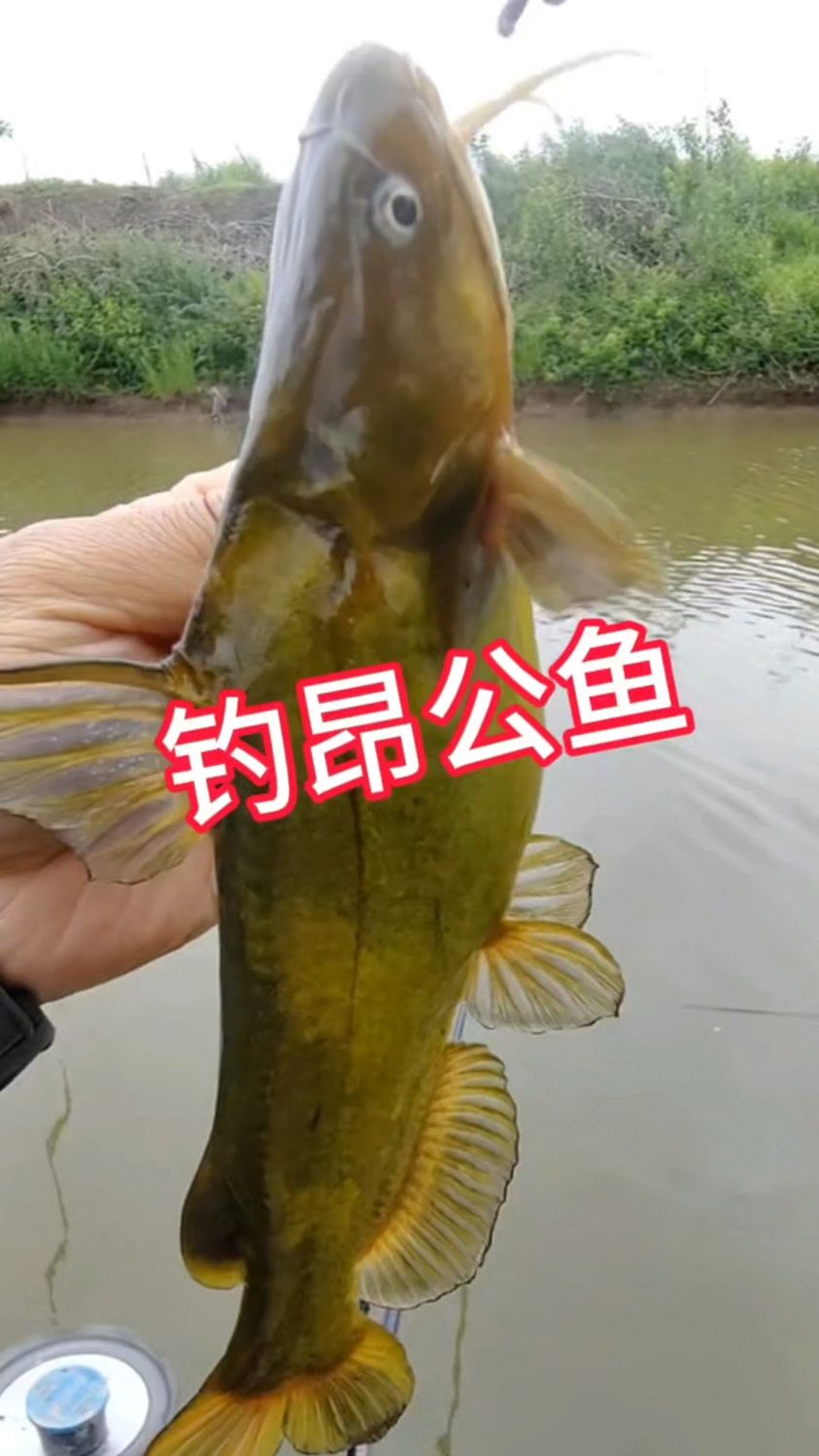 钓黄辣丁昂公鱼如何做窝才能爆护小技巧