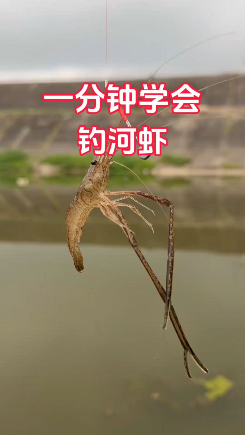一分钟让你学会钓虾