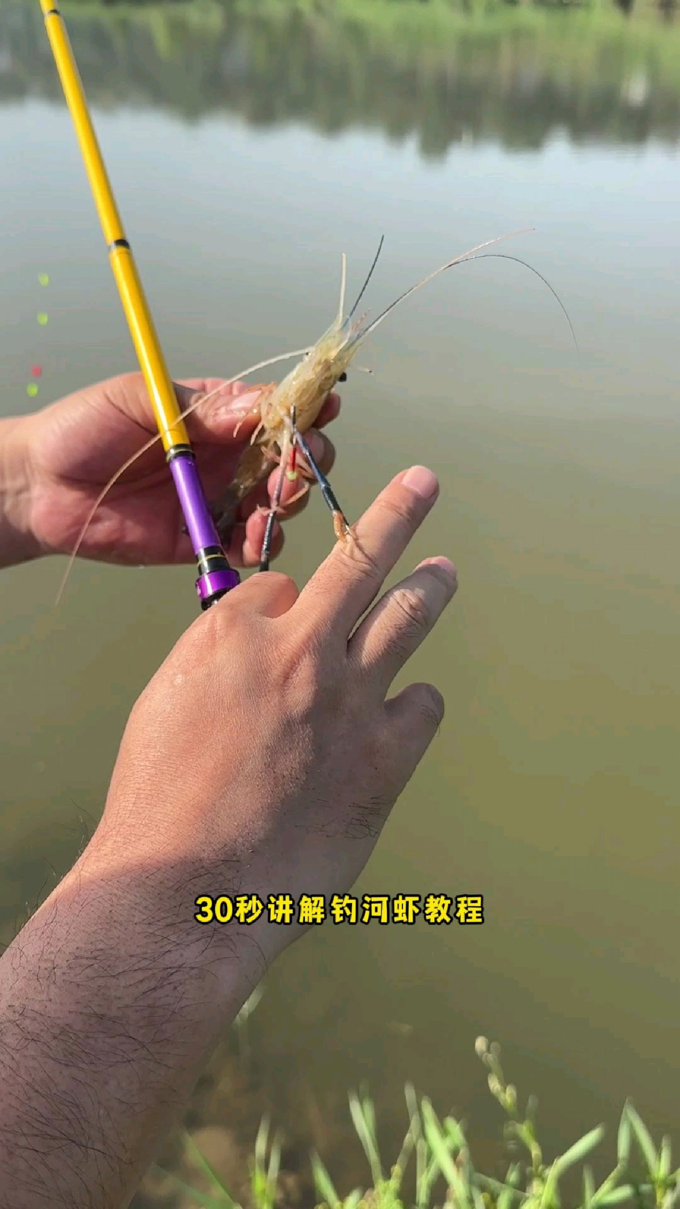 30秒学会钓虾教程,你学会了吗