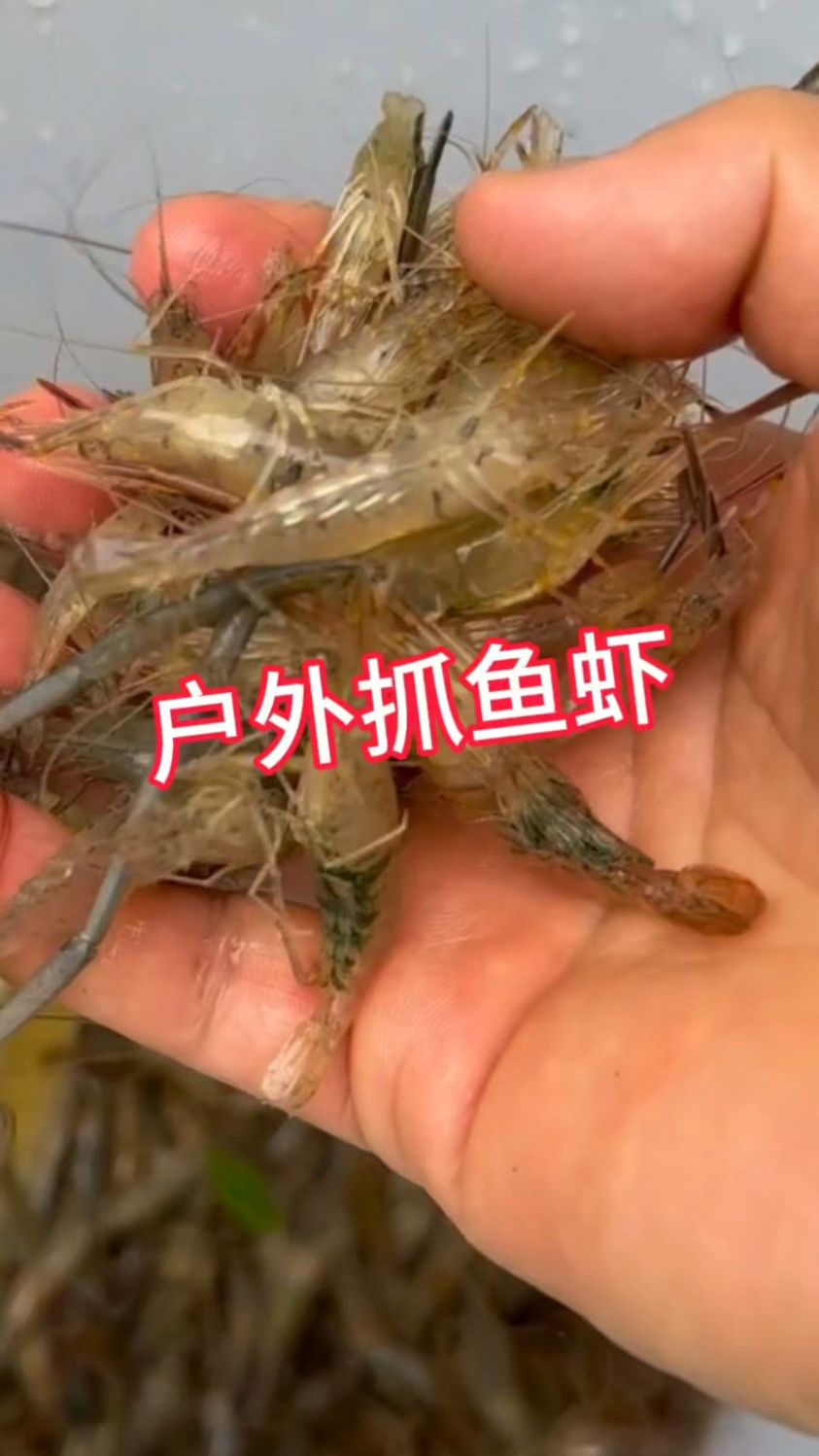 户外抓鱼虾蟹如何抓的多小技巧