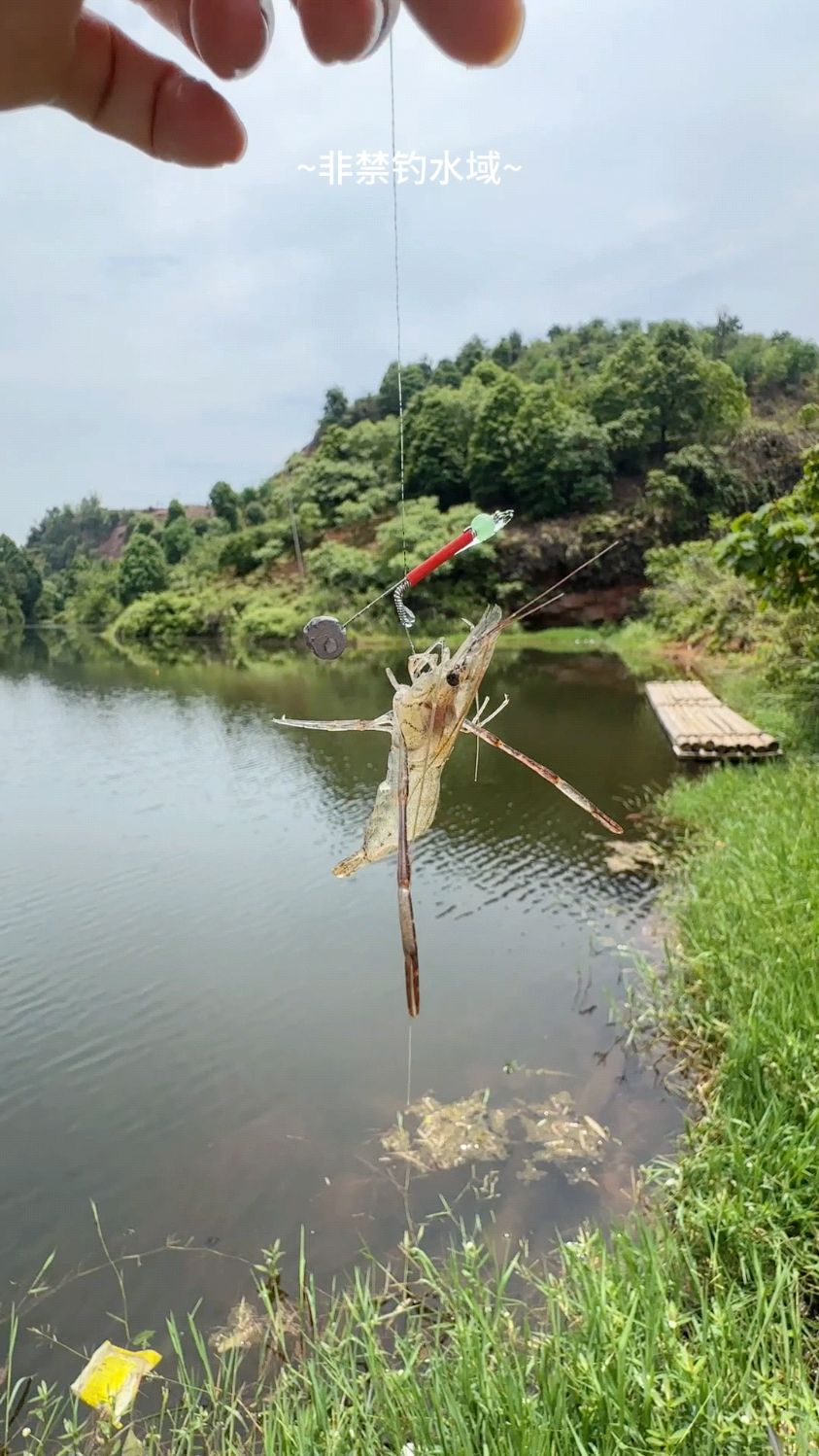 30秒教会你钓虾，你学会了吗