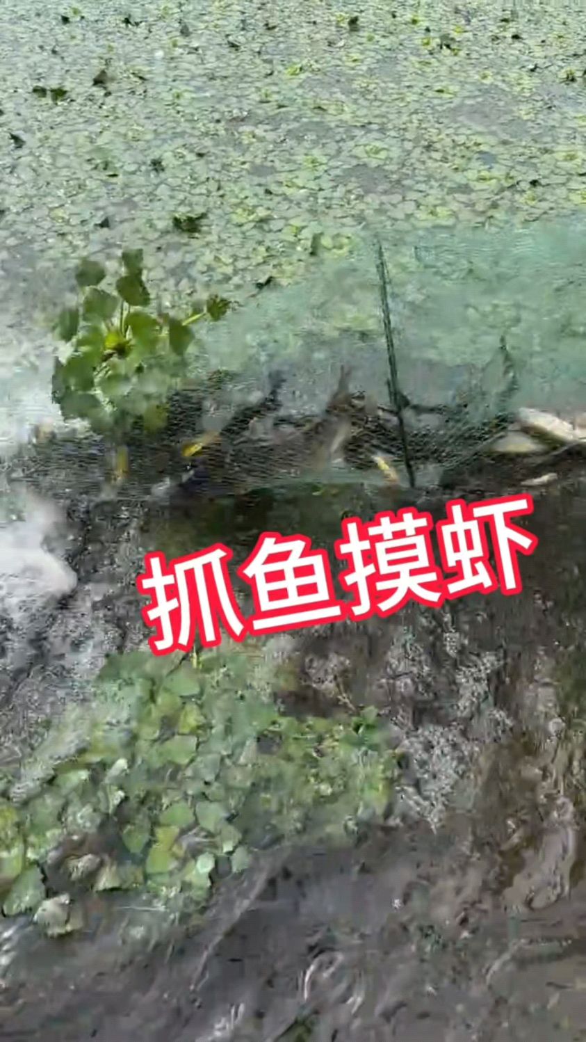 户外抓鱼虾蟹黄辣丁小技巧