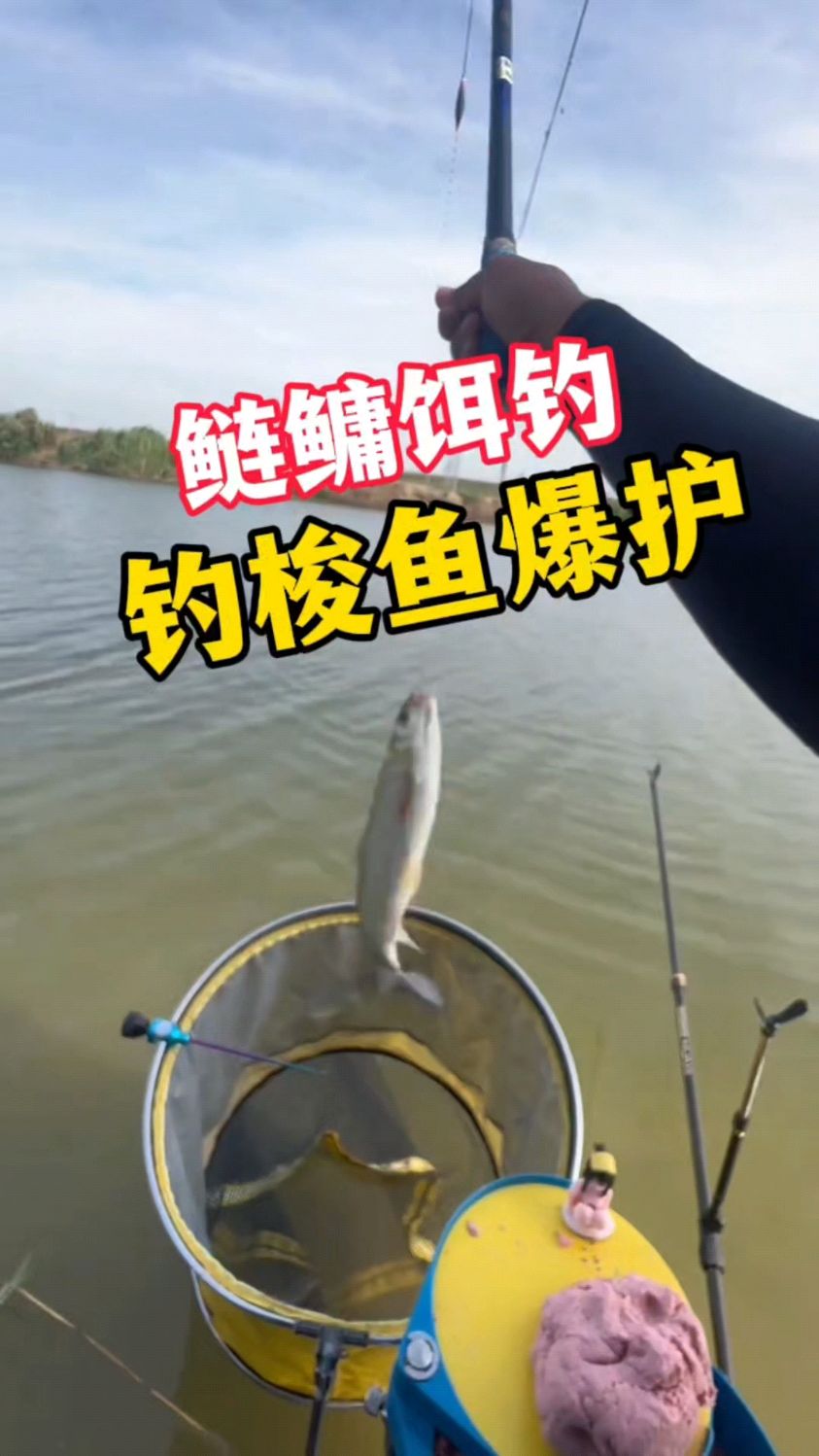 万万没想到,鲢鳙饵钓梭鱼也能够爆护