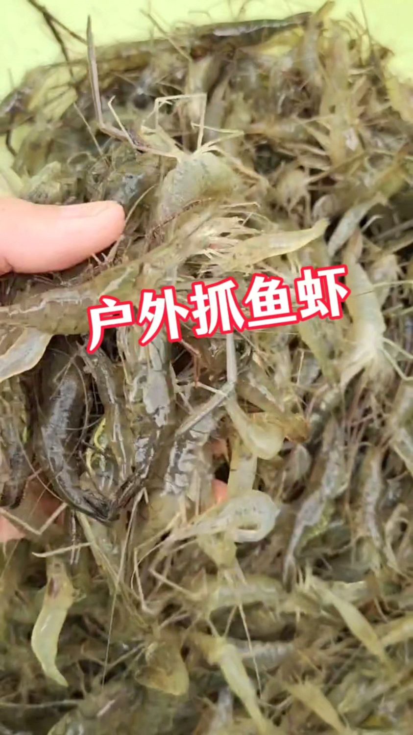 户外抓鱼虾蟹爆笼小技巧