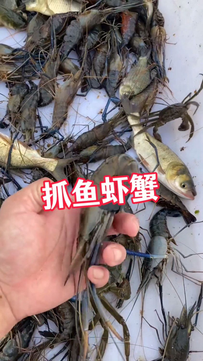 户外抓鱼虾蟹爆笼小技巧