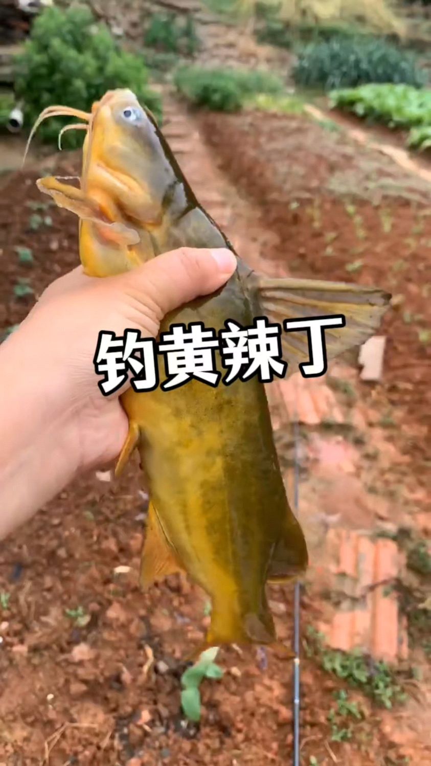 大师告诉你钓黄辣丁爆护，打窝小技巧