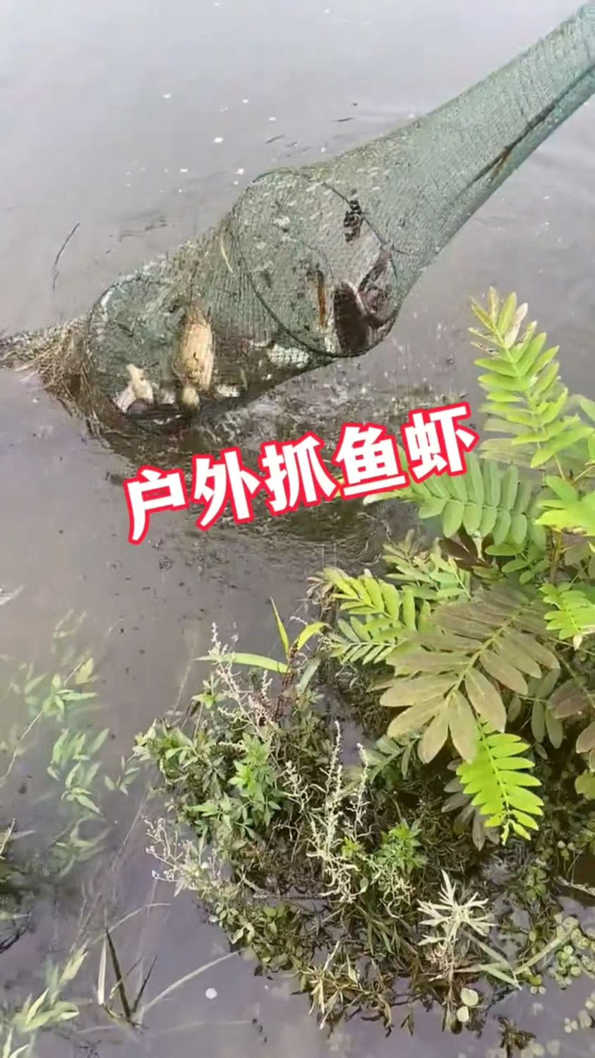 户外抓鱼虾蟹如何抓的多小技巧