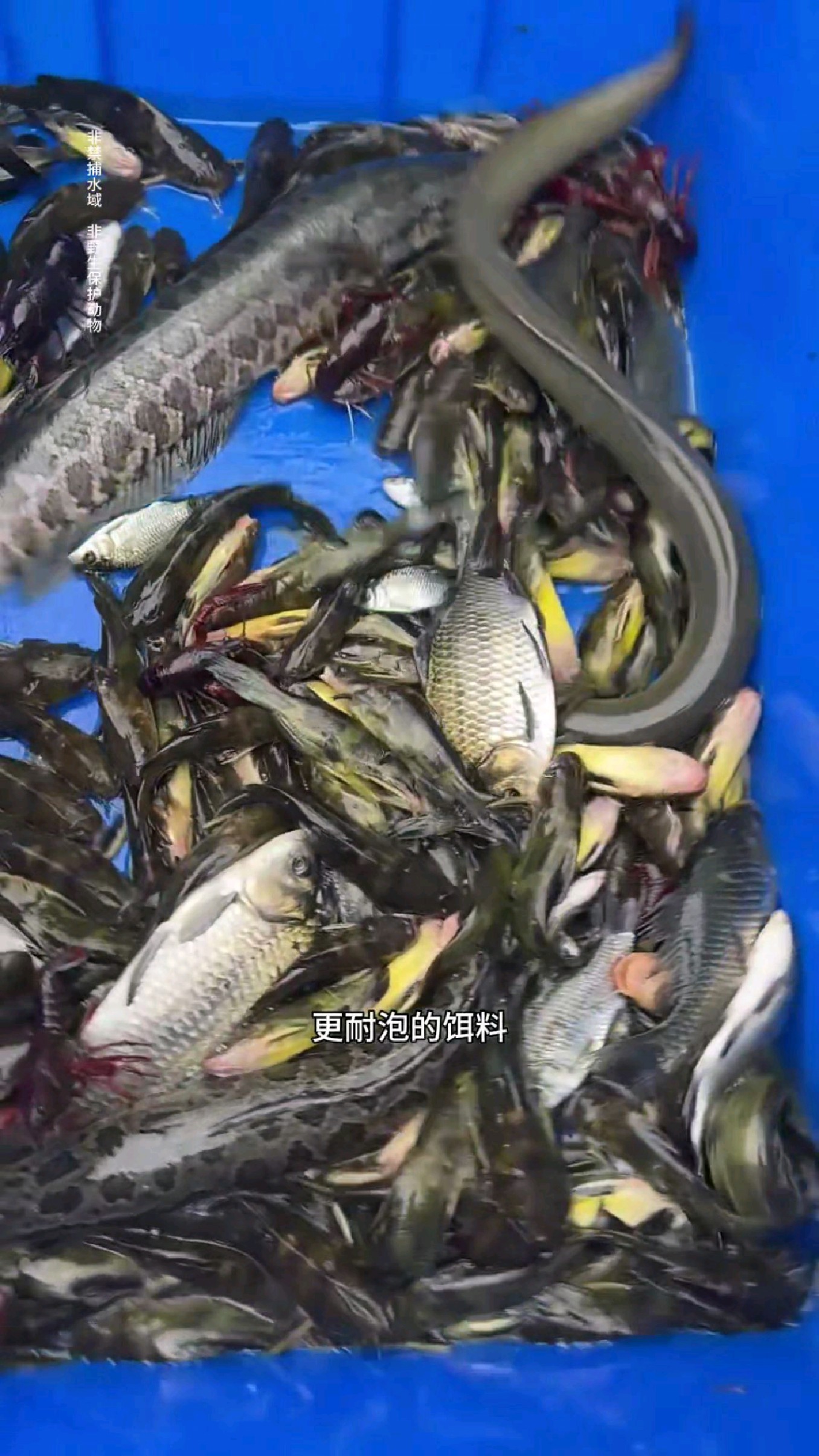 户外抓鱼虾蟹小技巧