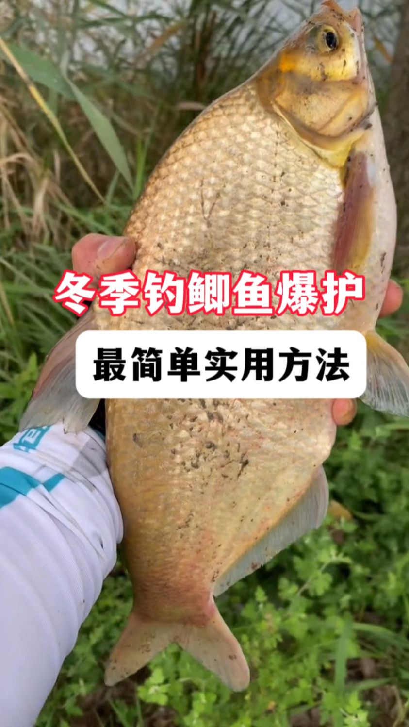 冬季野钓鲫鱼爆护，最简单实用方法你知道吗