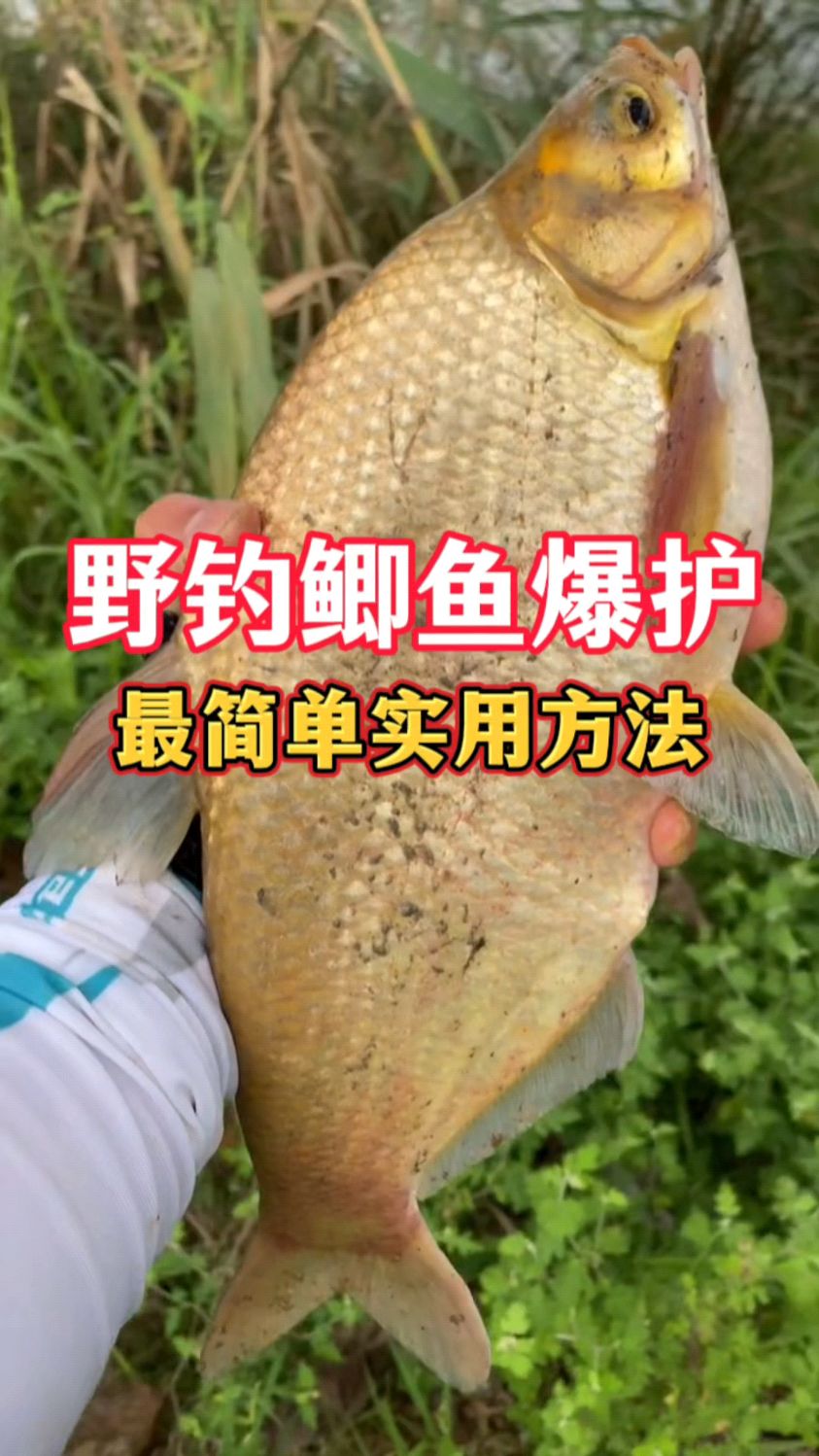 野钓鲫鱼爆护，最简单实用方法，你知道吗