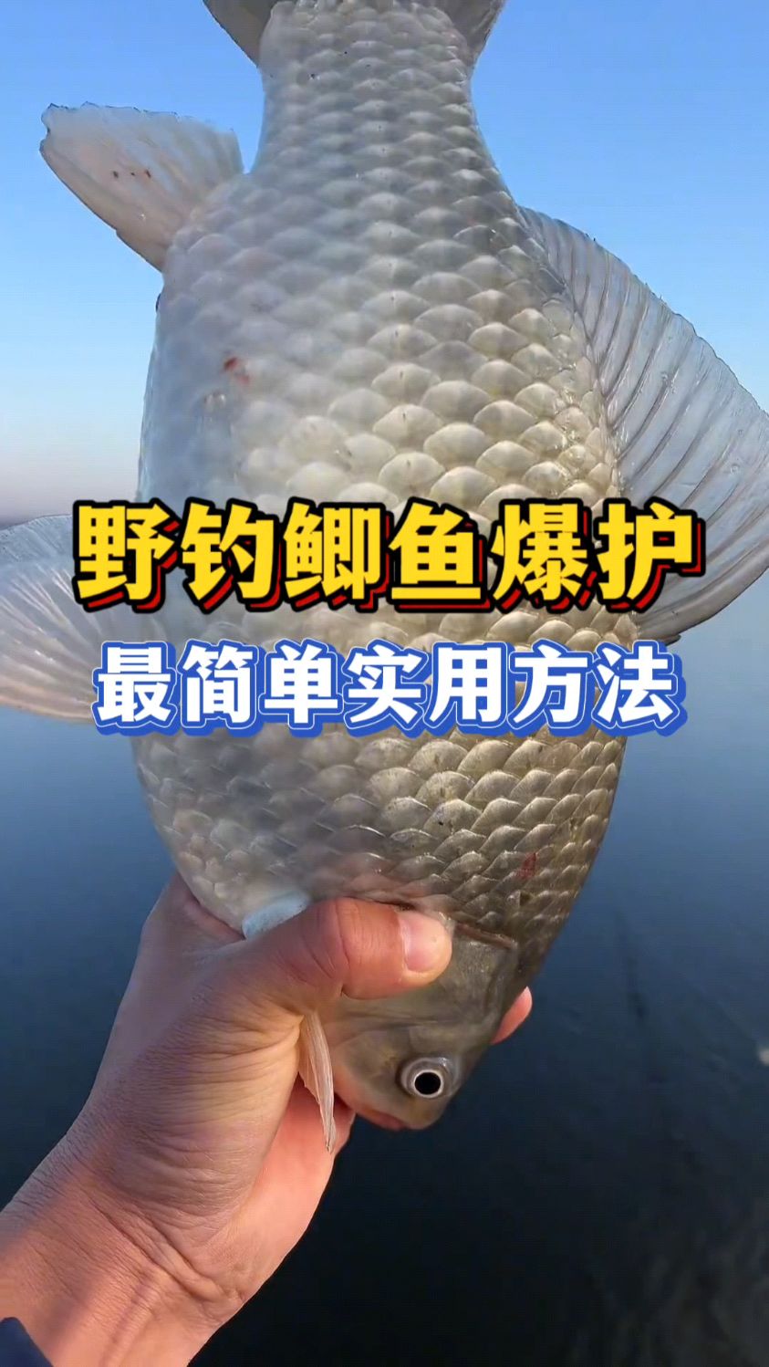 冬季天冷钓鲫鱼爆护，最简单实用方法你知道吗