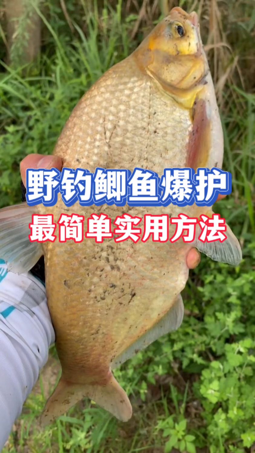 野钓鲫鱼爆护,最简单实用方法你知道吗