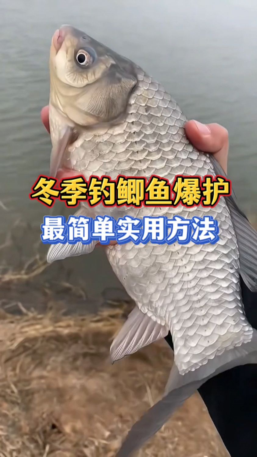冬季钓鲫鱼爆护，最简单实用方法你知道吗