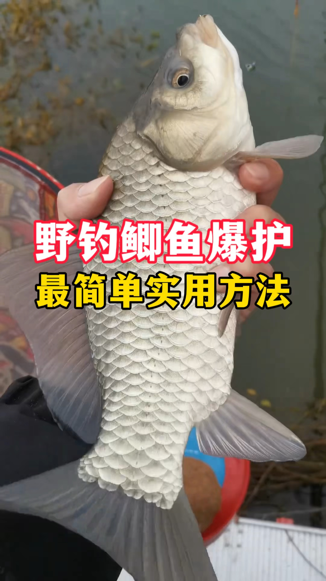 野钓鲫鱼爆护，最简单有效方法，你知道吗