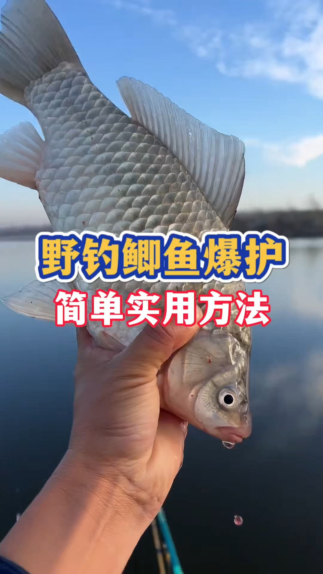 野钓鲫鱼爆护最简单有效方法，你一定要知道