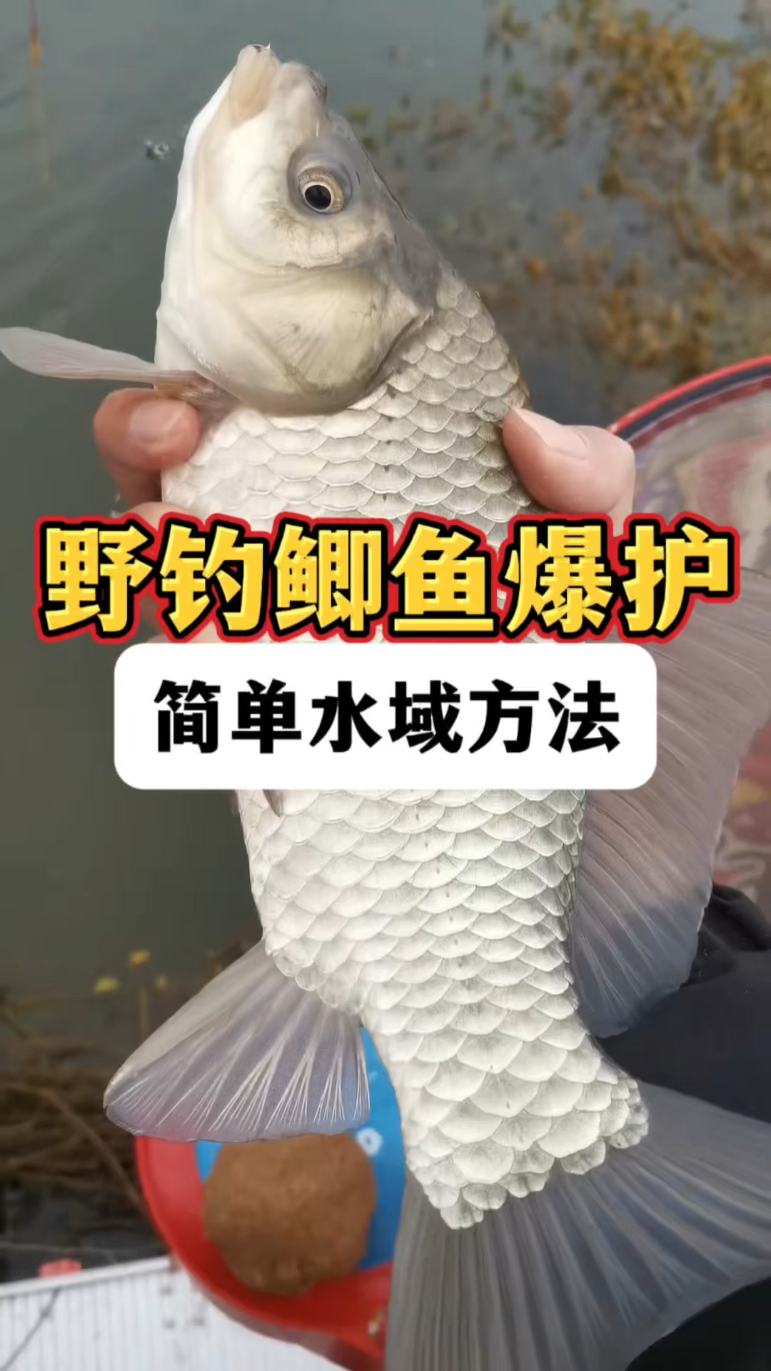冬季野钓鲫鱼爆护，最简单有效方法，你一定要知道