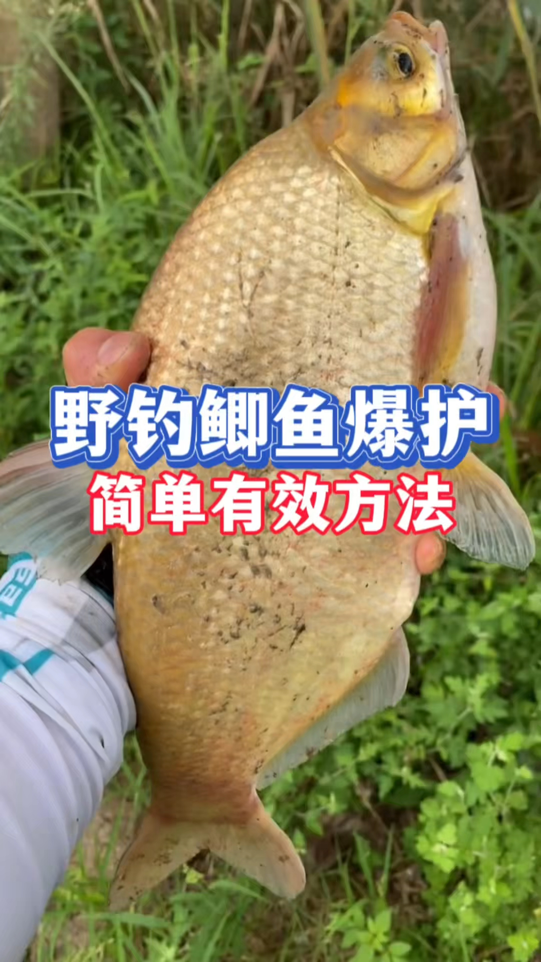 野钓鲫鱼爆护，最简单有效方法