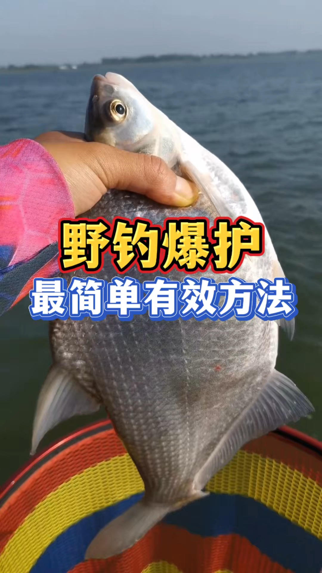 野钓鲫鱼爆护，最简单有效方法，你一定要知道