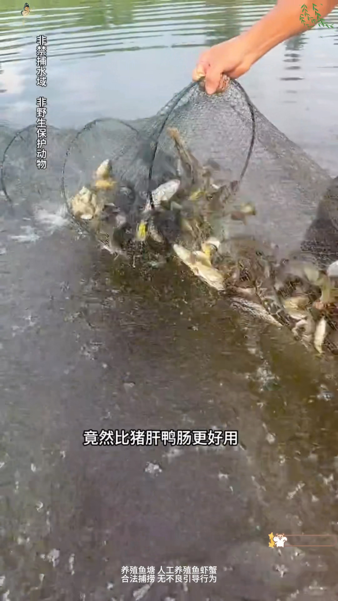 抓鱼虾蟹如何抓的多小技巧