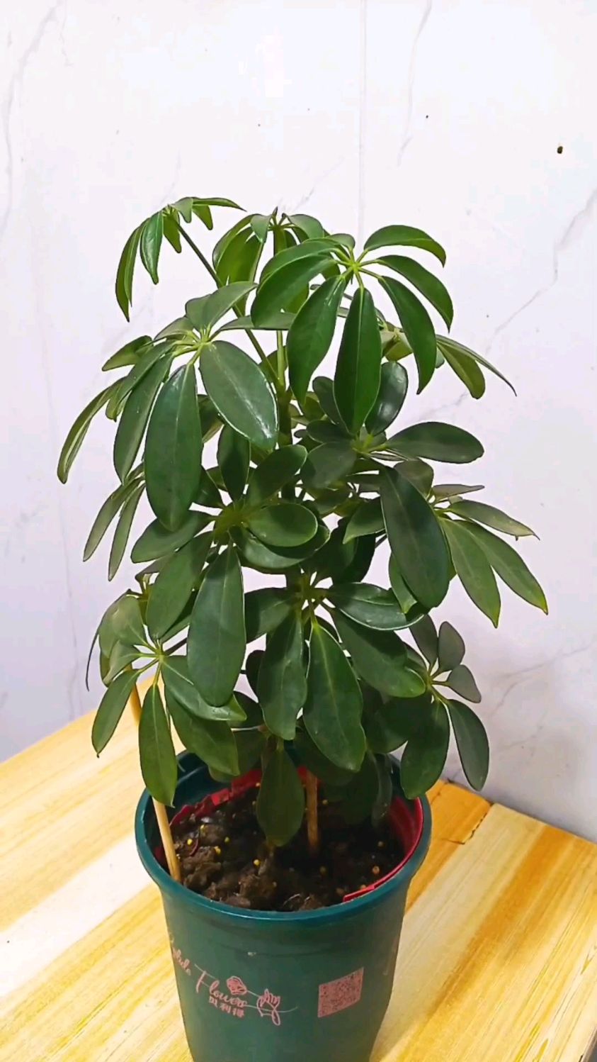 想要鸭脚木状态好，这3个位置千万不要放