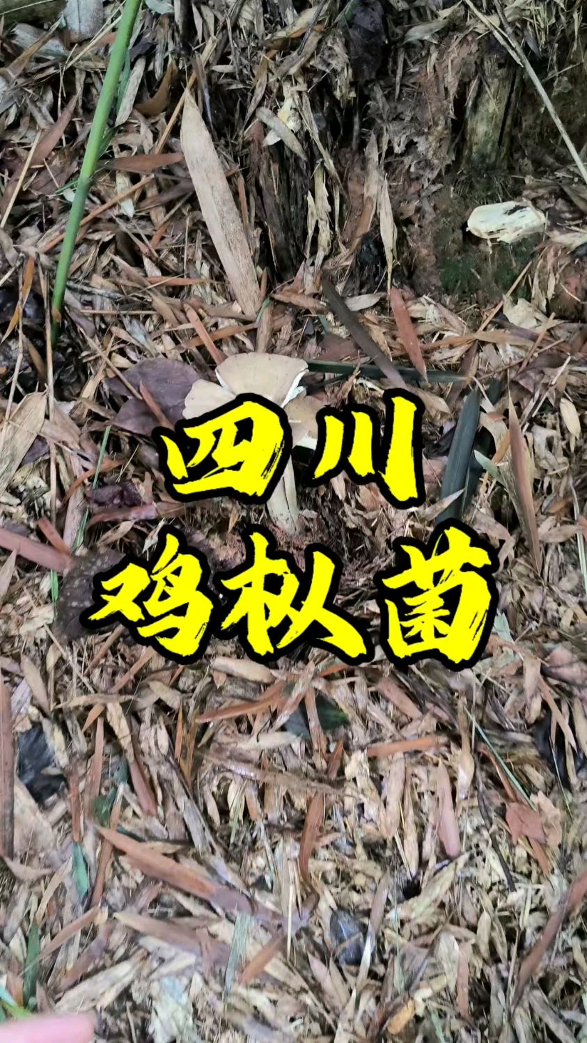 你认识这种蘑菇吗?在四川下雨过后,就连公路边上随处都能够捡到