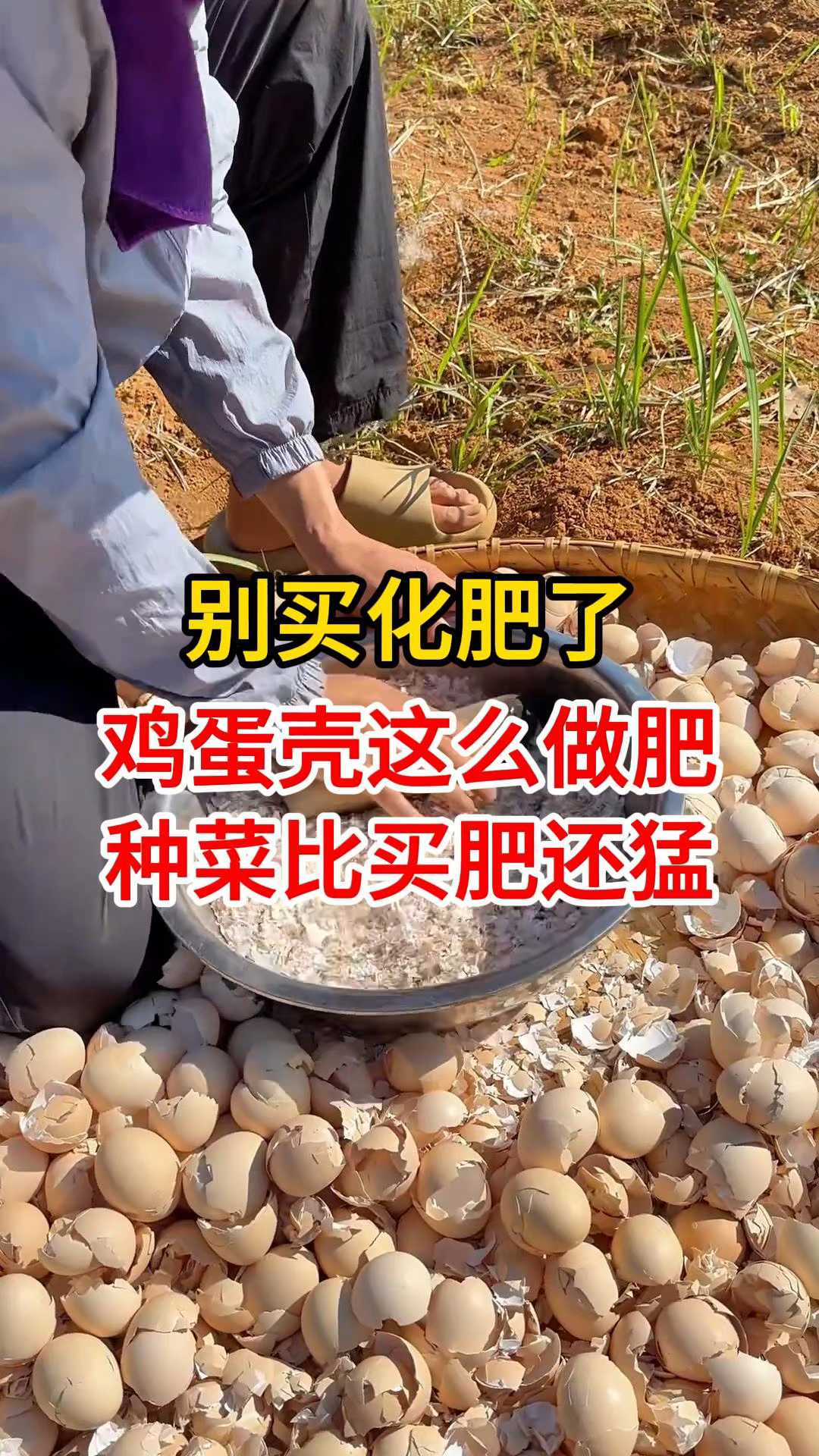 别买化肥了！鸡蛋壳这么做肥，种菜比买肥还猛，新手也能学会！
